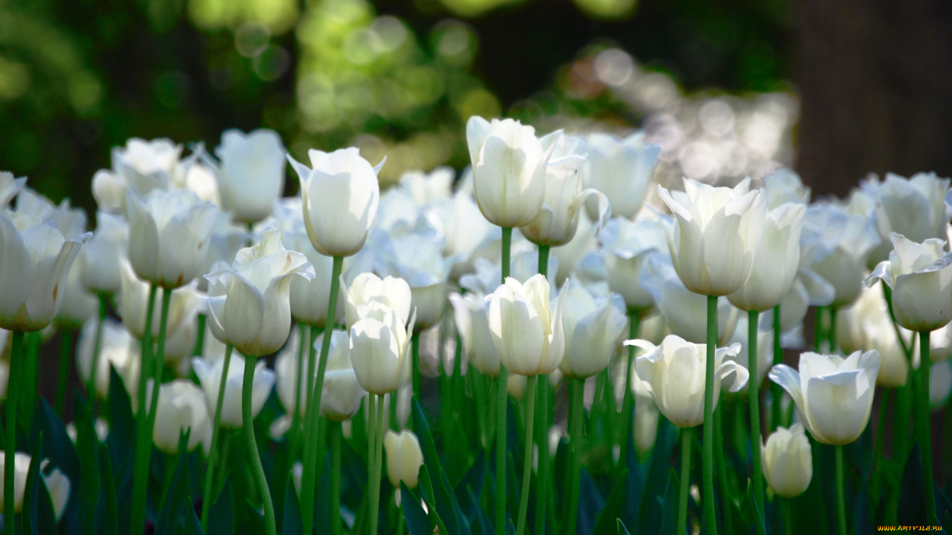 цветы, тюльпаны, поле, белые