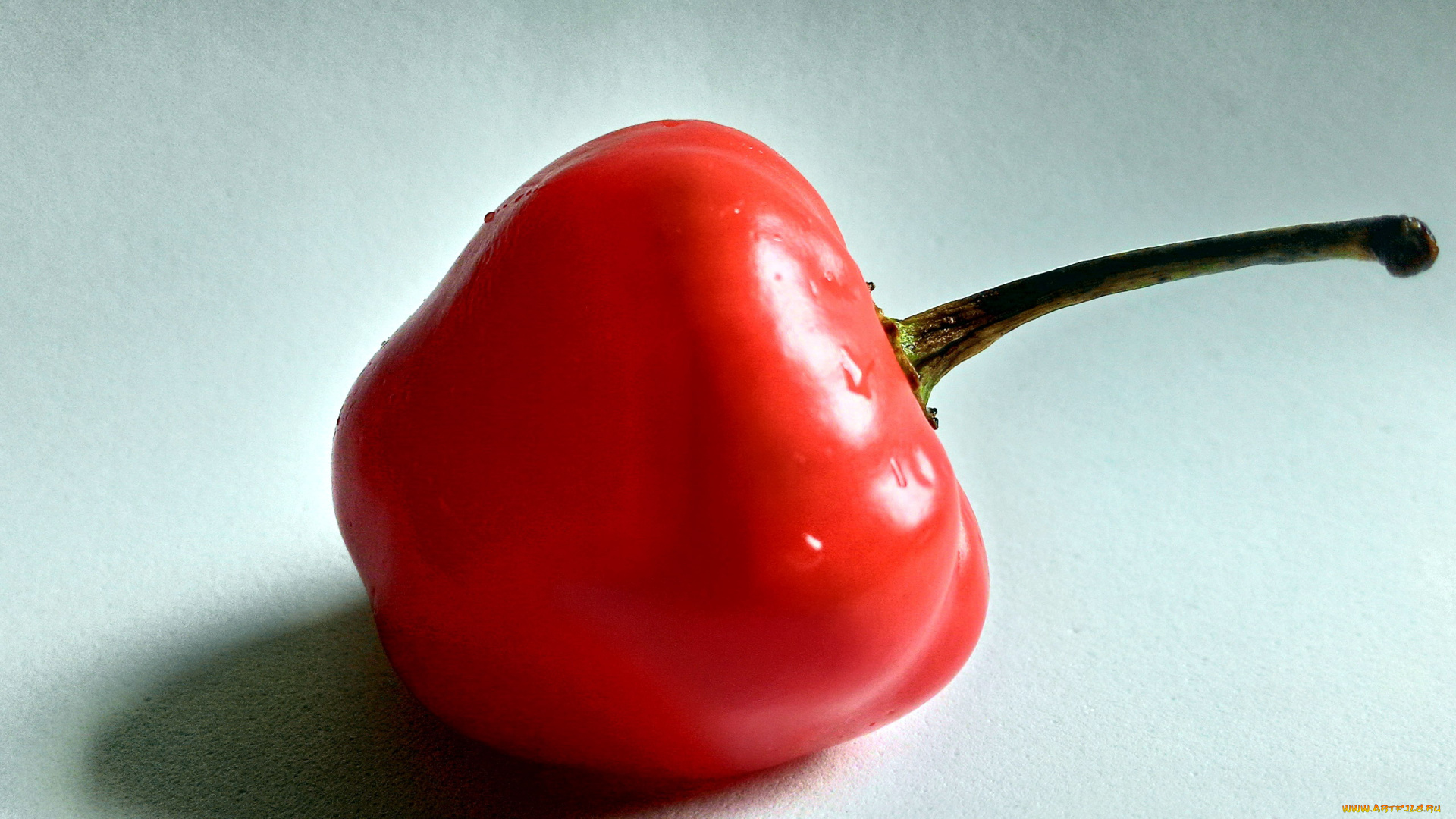 еда, перец, макро, красный