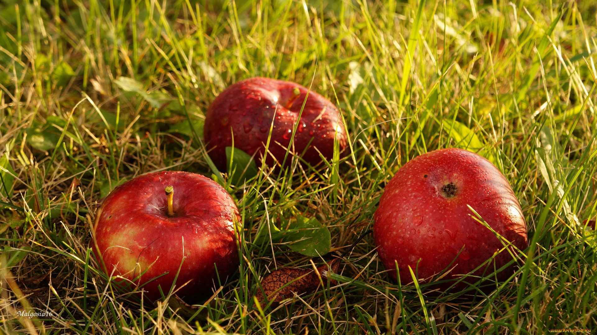 еда, Яблоки, капли, плоды, трава