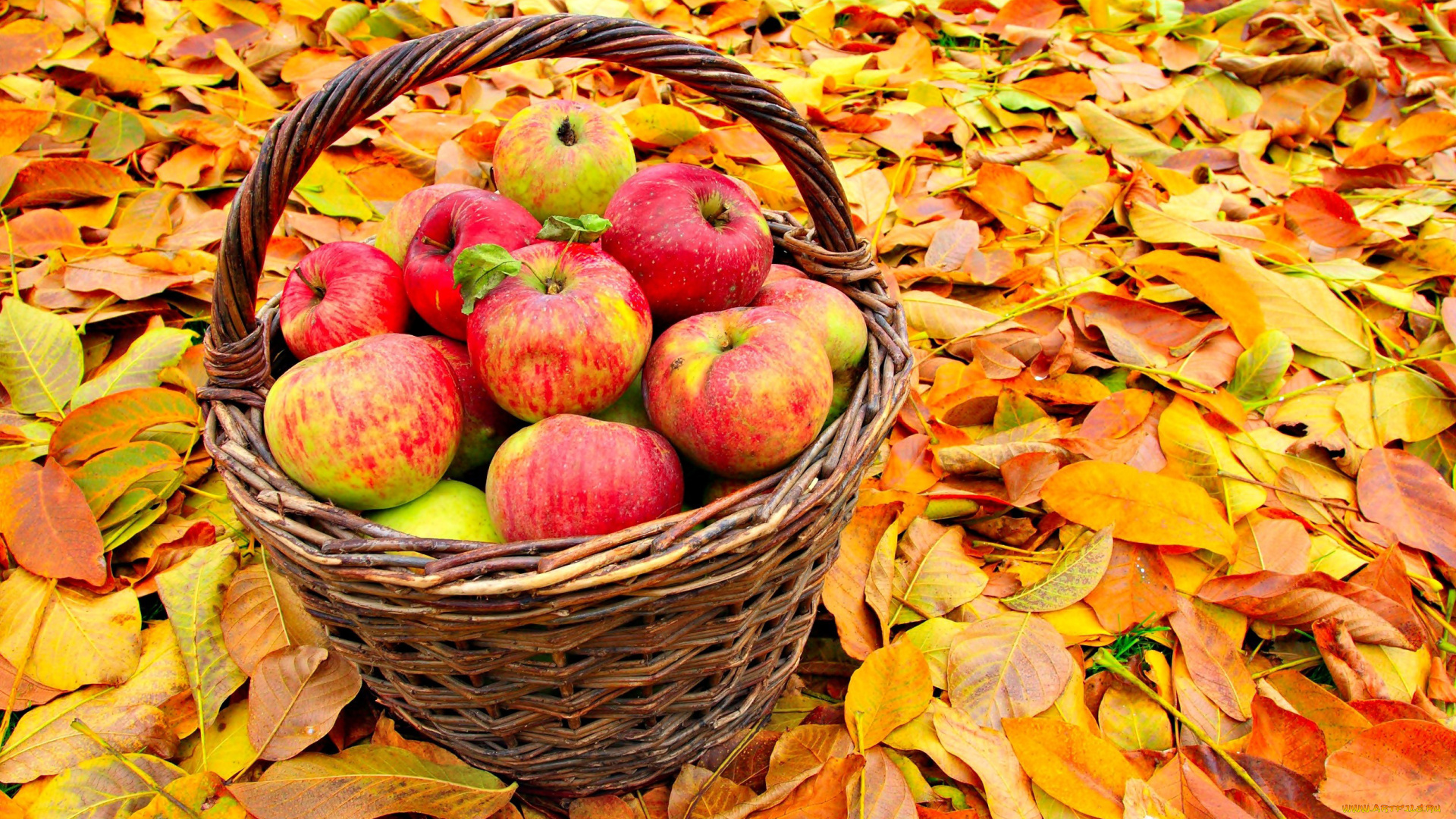 еда, Яблоки, листья, осень, урожай, плоды, корзинка