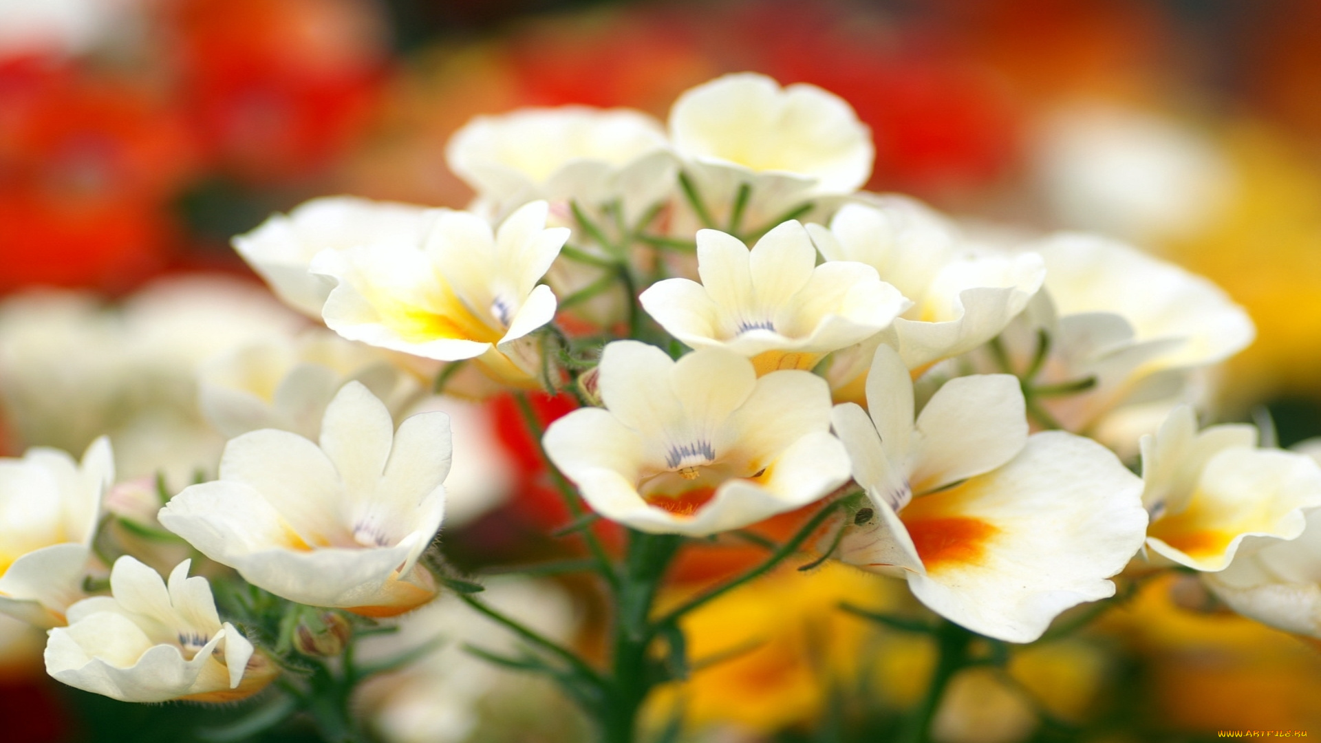 лантана, цветы