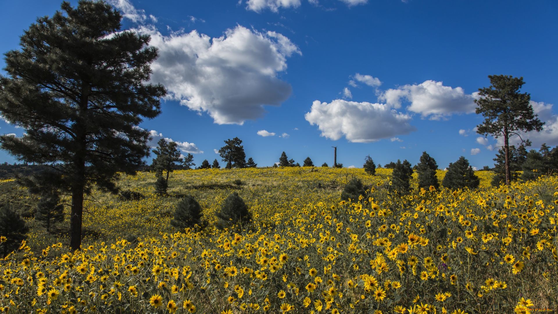 природа, луга, сосны, деревья, луг, облака, цветы, arizona, coconino, national, forest, аризона