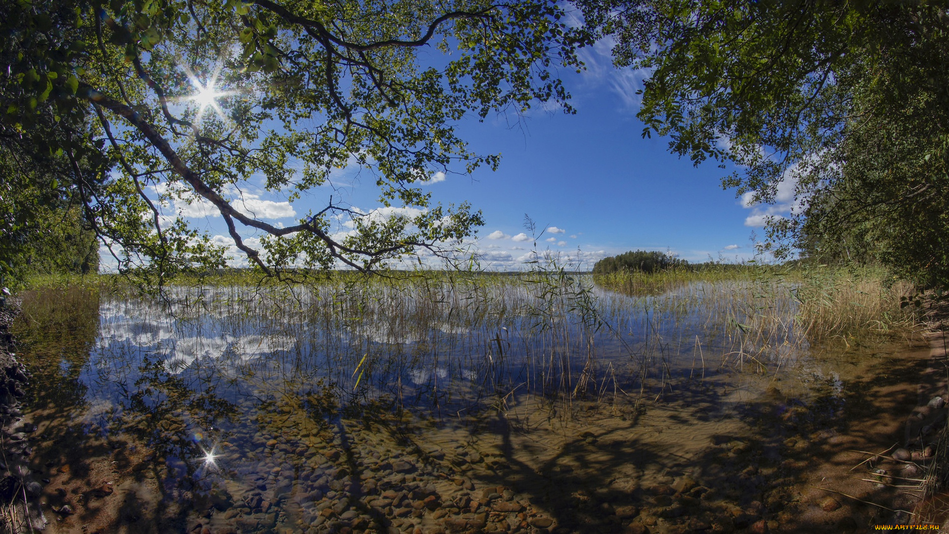природа, реки, озера, karijarvi, lake, kouvola, озеро, кариярви, камыш, финляндия, finland, ветки, деревья, коувола