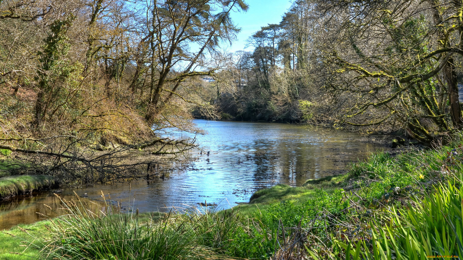 природа, реки, озера, река, лес