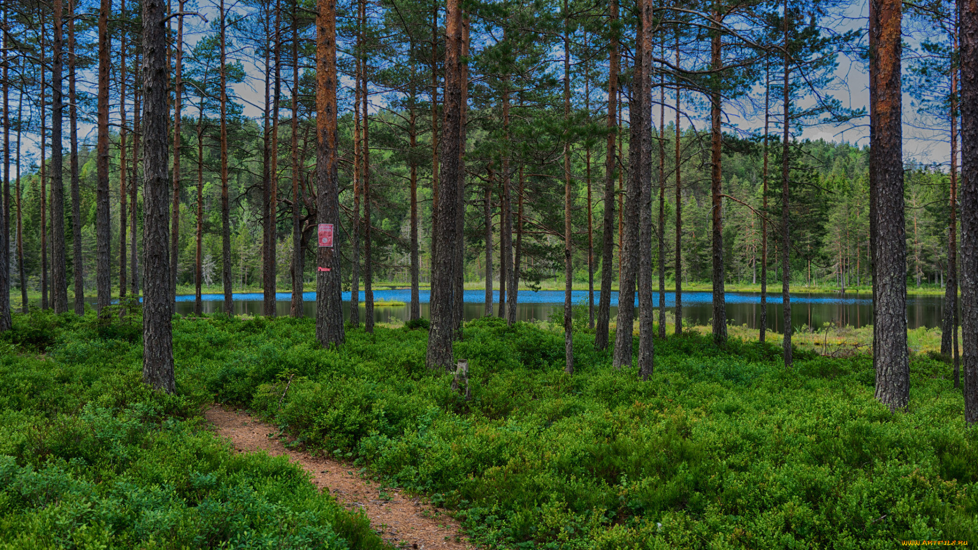 природа, реки, озера, река, лес