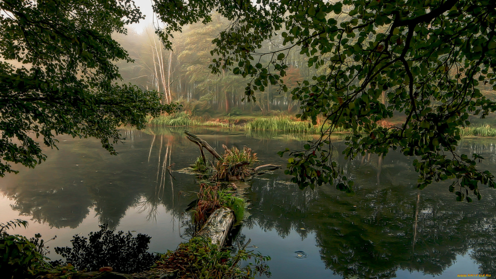 природа, реки, озера, река, лес