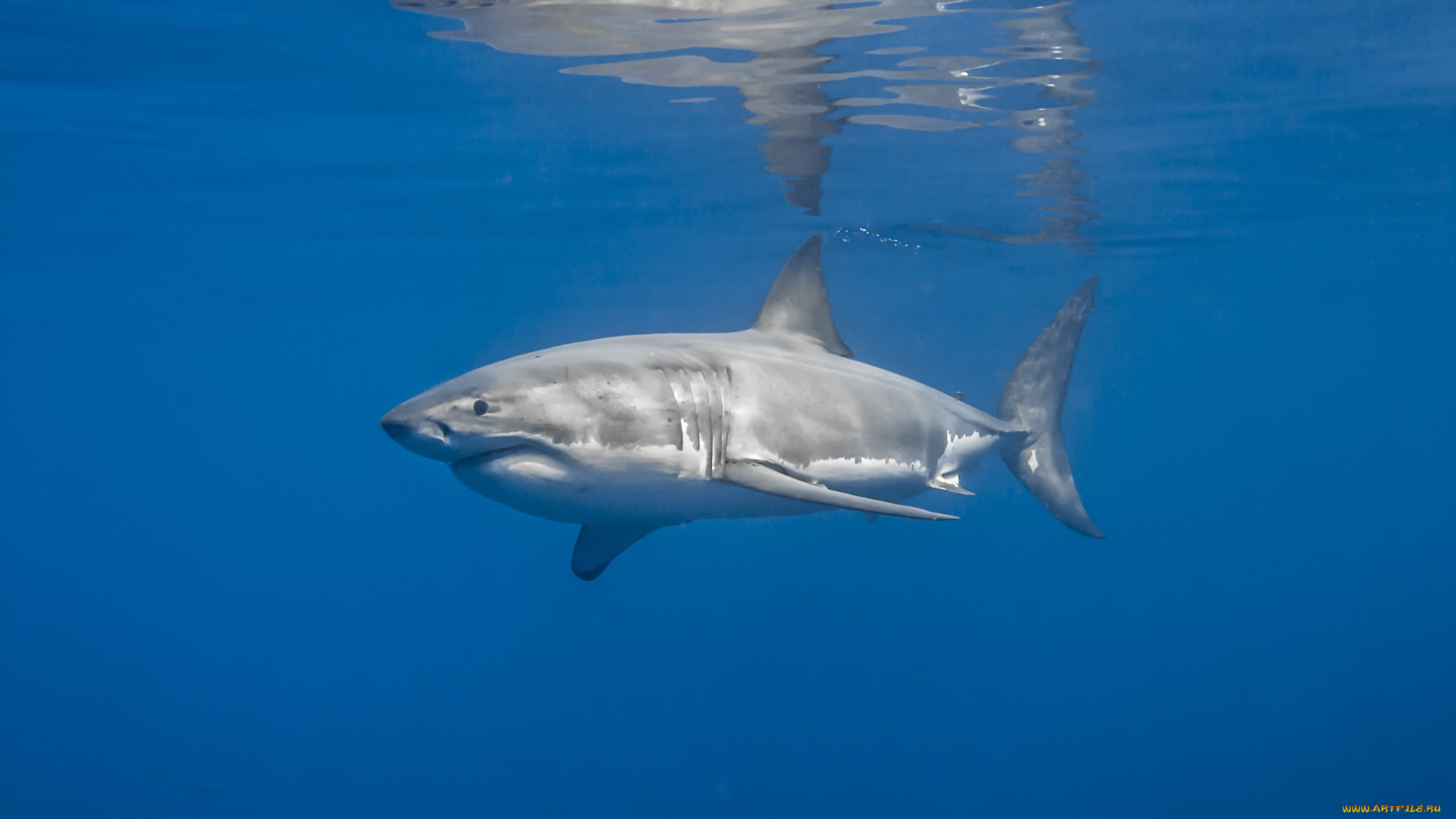 животные, акулы, рыба, акула, море