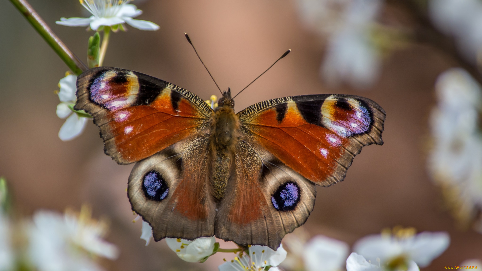 животные, бабочки, , мотыльки, , моли, бабочка