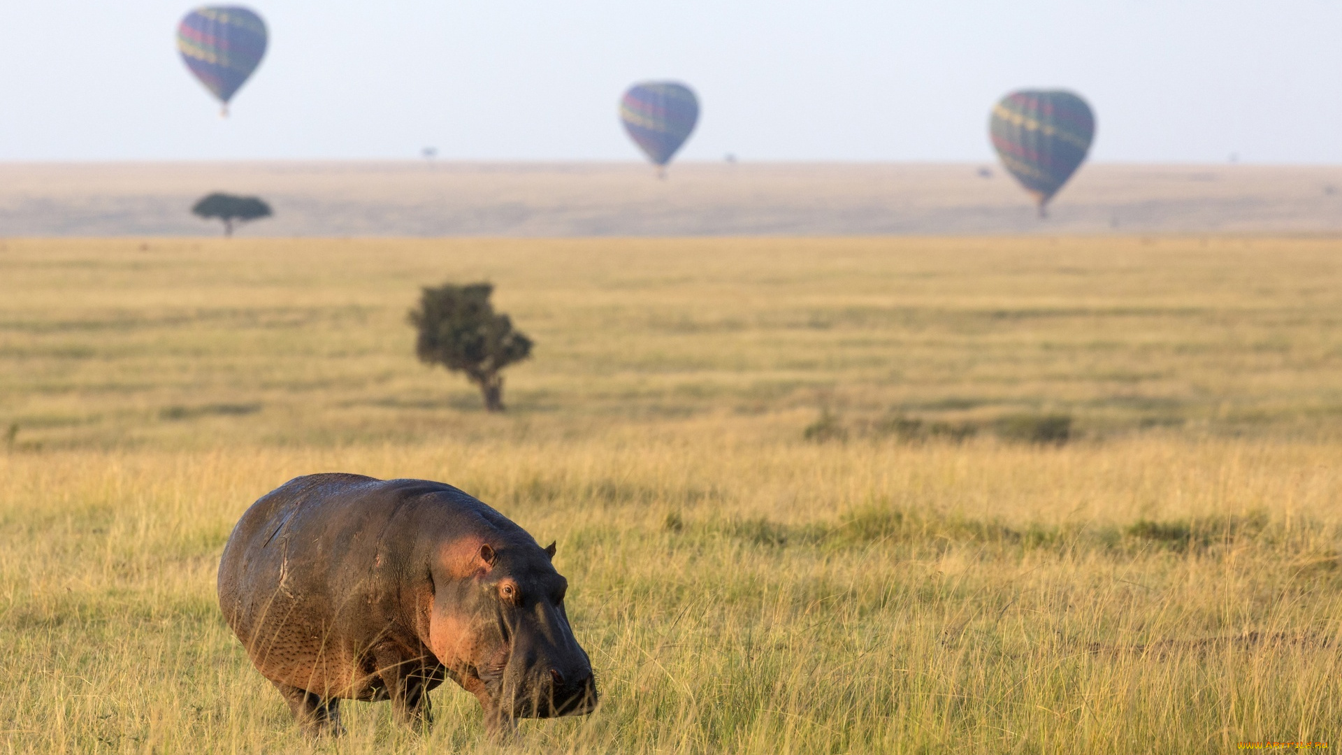 животные, бегемоты, саванна, трава, воздушные, шары, гиппопотам, бегемот