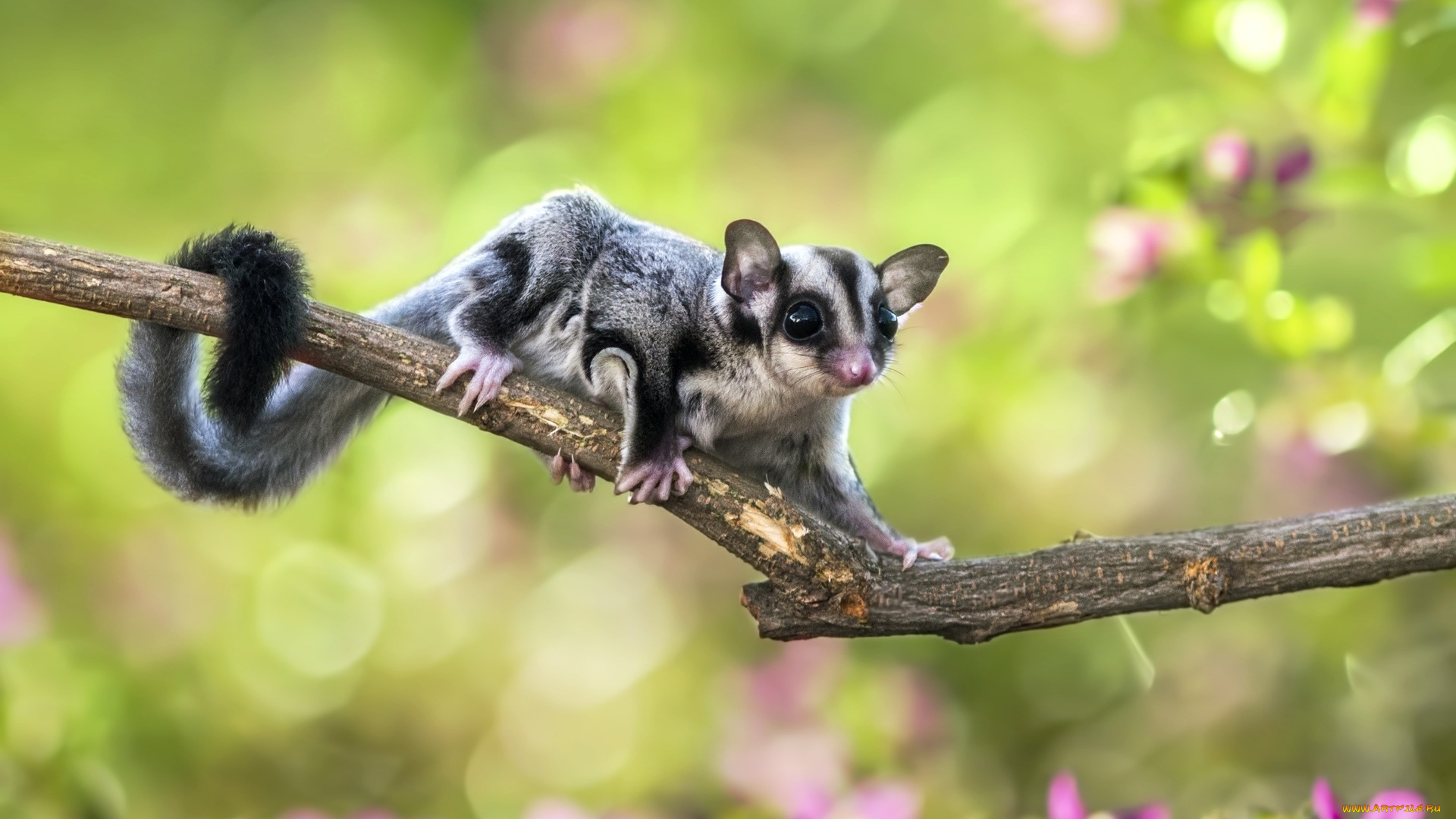 животные, белки, сахарная, сумчатая, летяга, ветка