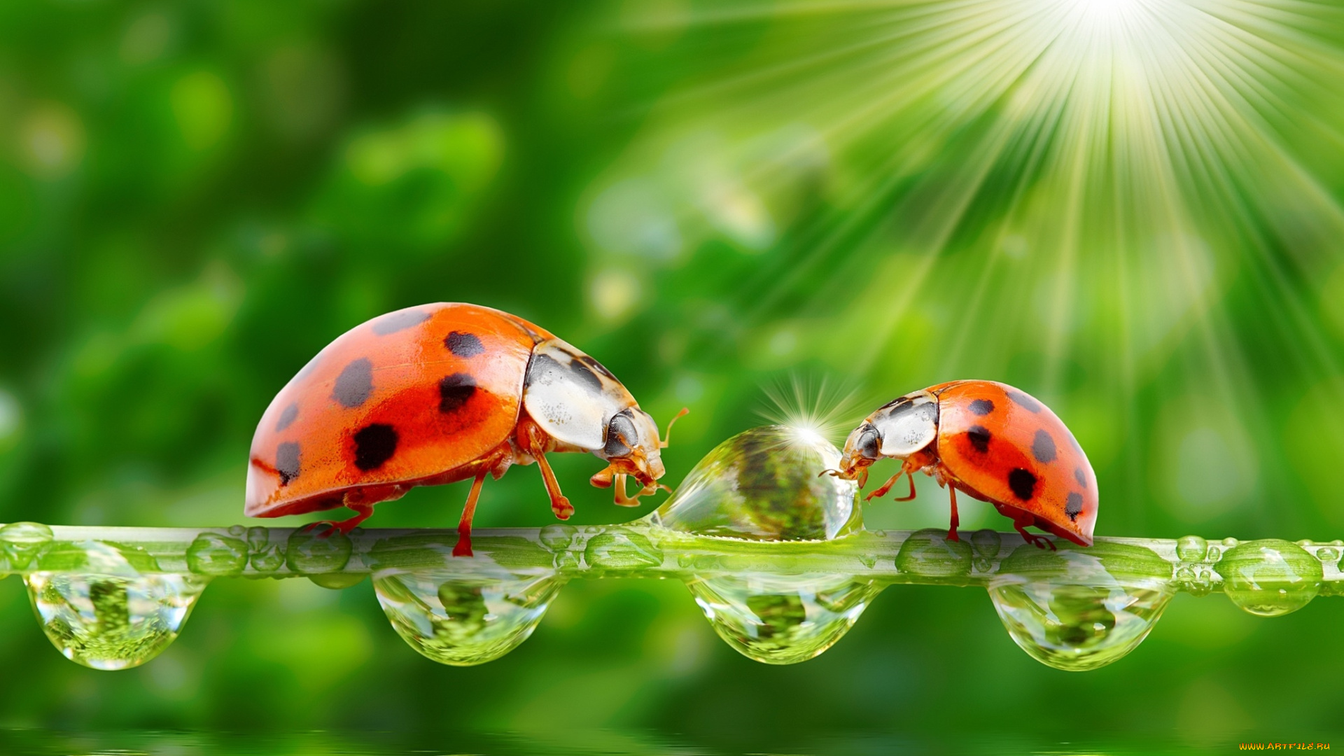 животные, божьи, коровки, лучи, солнца, природа, зелень, вода, капли, травинка, божьи, коровки