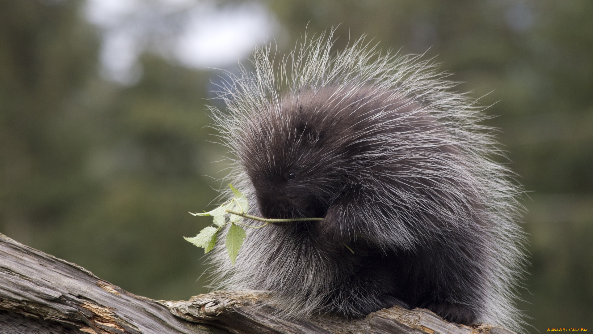 животные, дикобразы, североамериканский, бревно, дикобраз, ветка