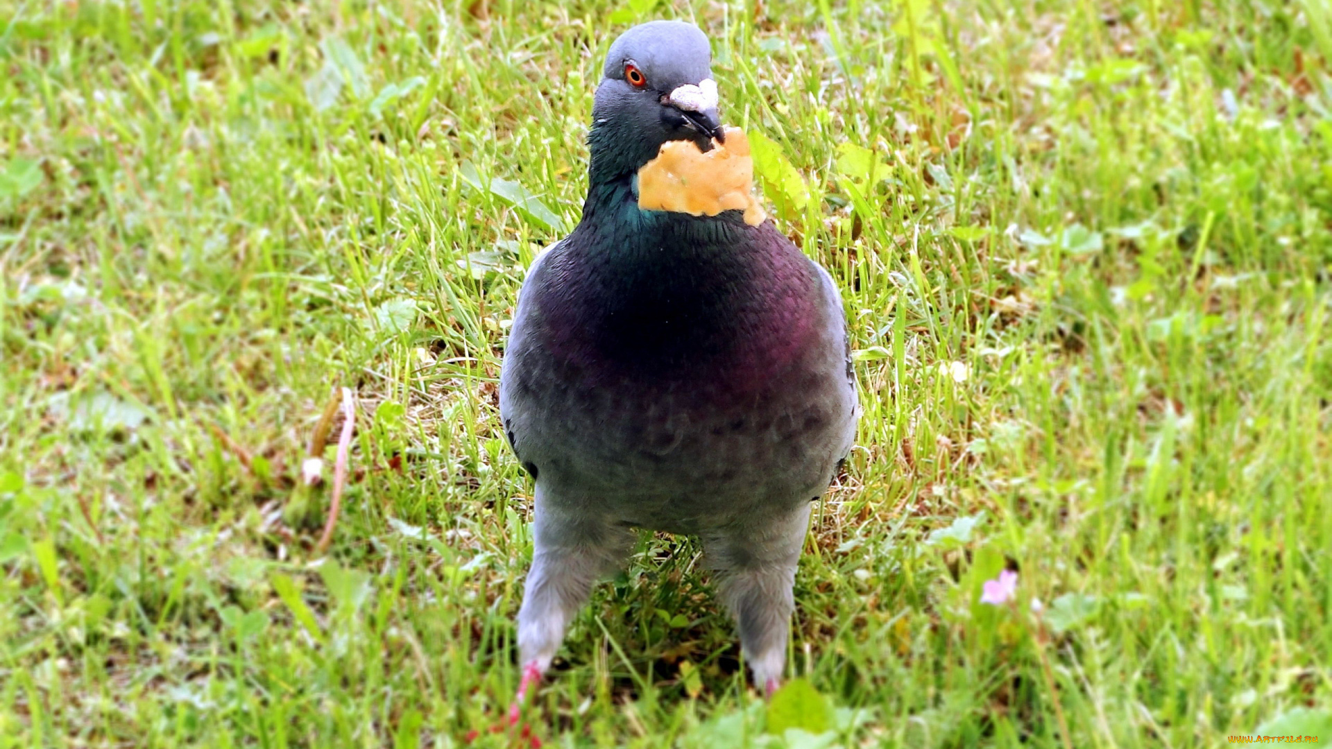 животные, голуби, трава, лето, сизарь, птица