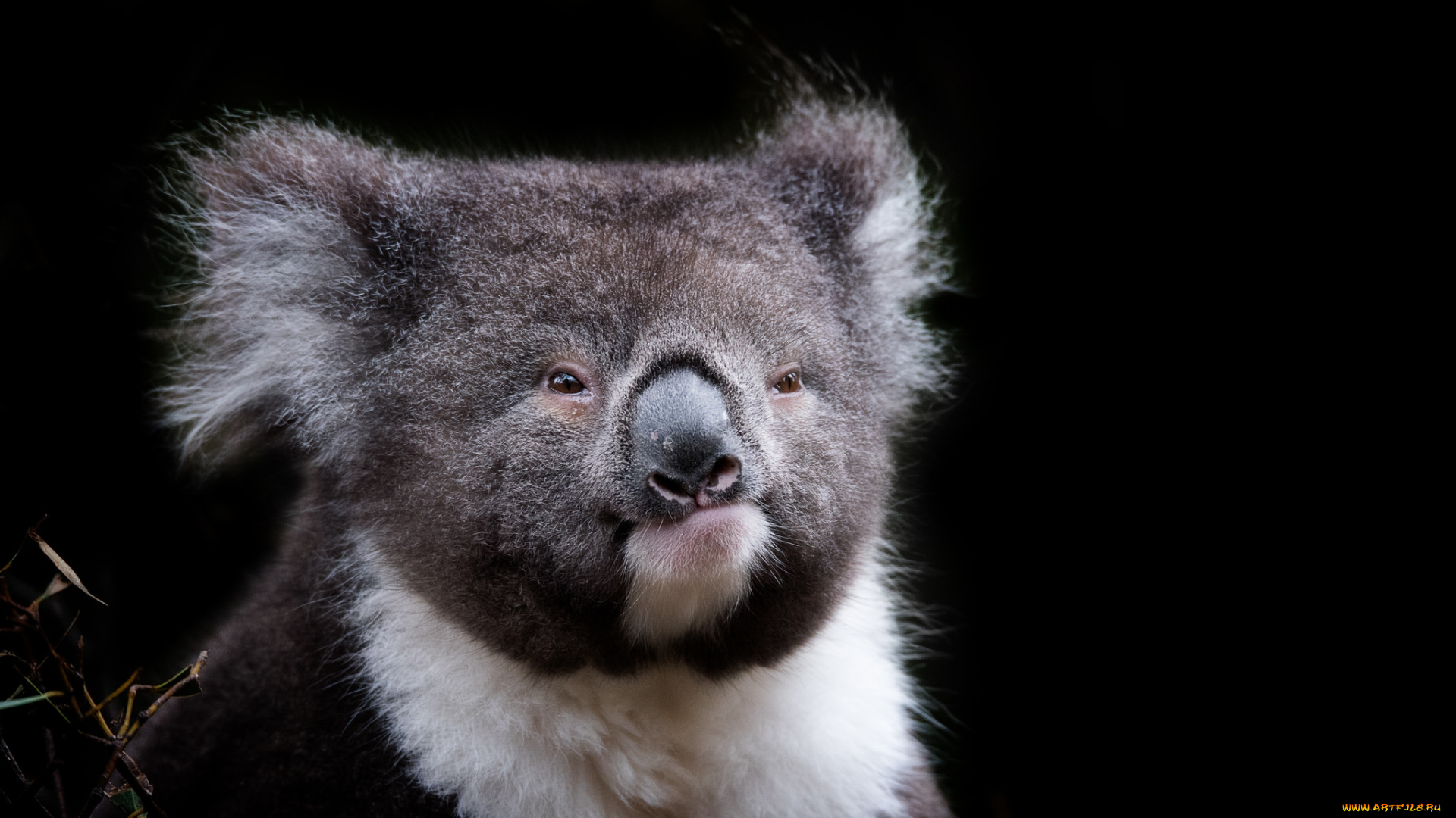 животные, коалы, зверек