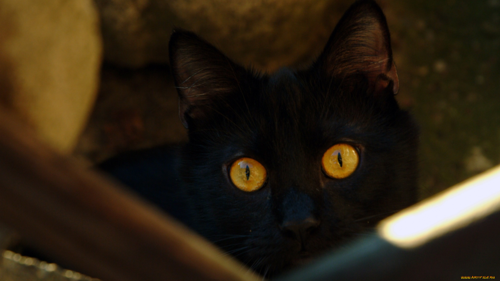 животные, коты, черный, кот, глаза, кошка