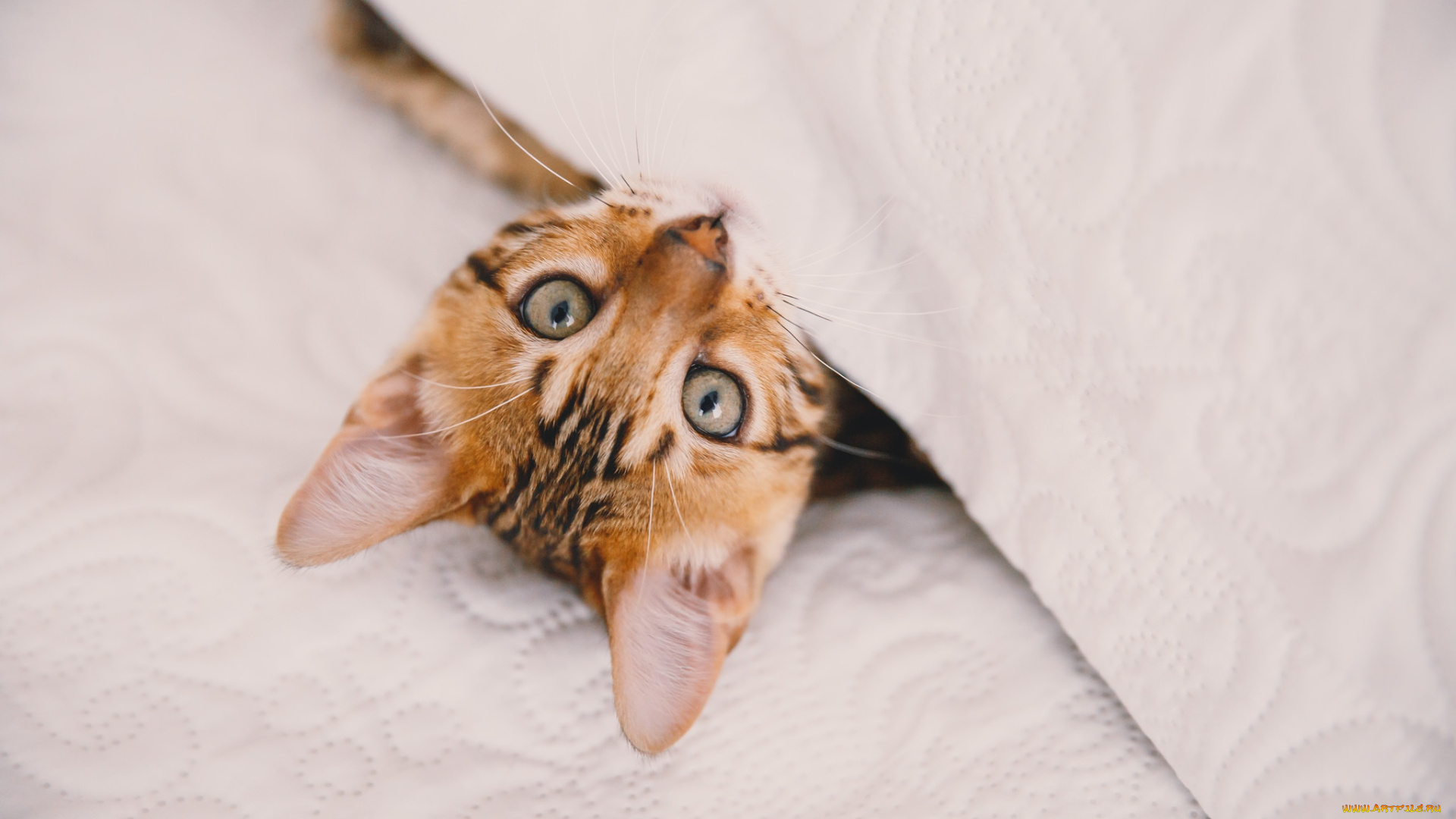 животные, коты, глаза, котенок, взгляд