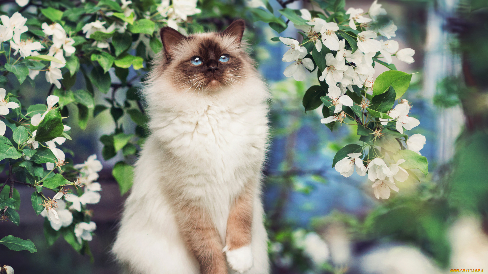 животные, коты, кошка, цветы, весна, ветки, сиамская, дерево