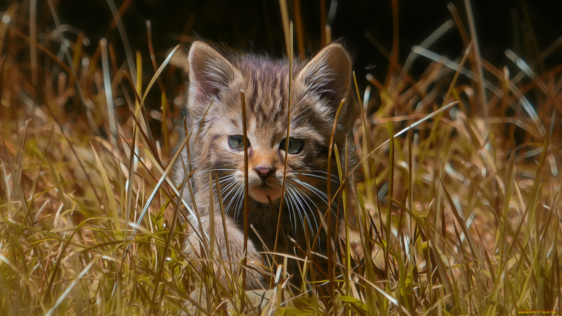 животные, коты, котёнок