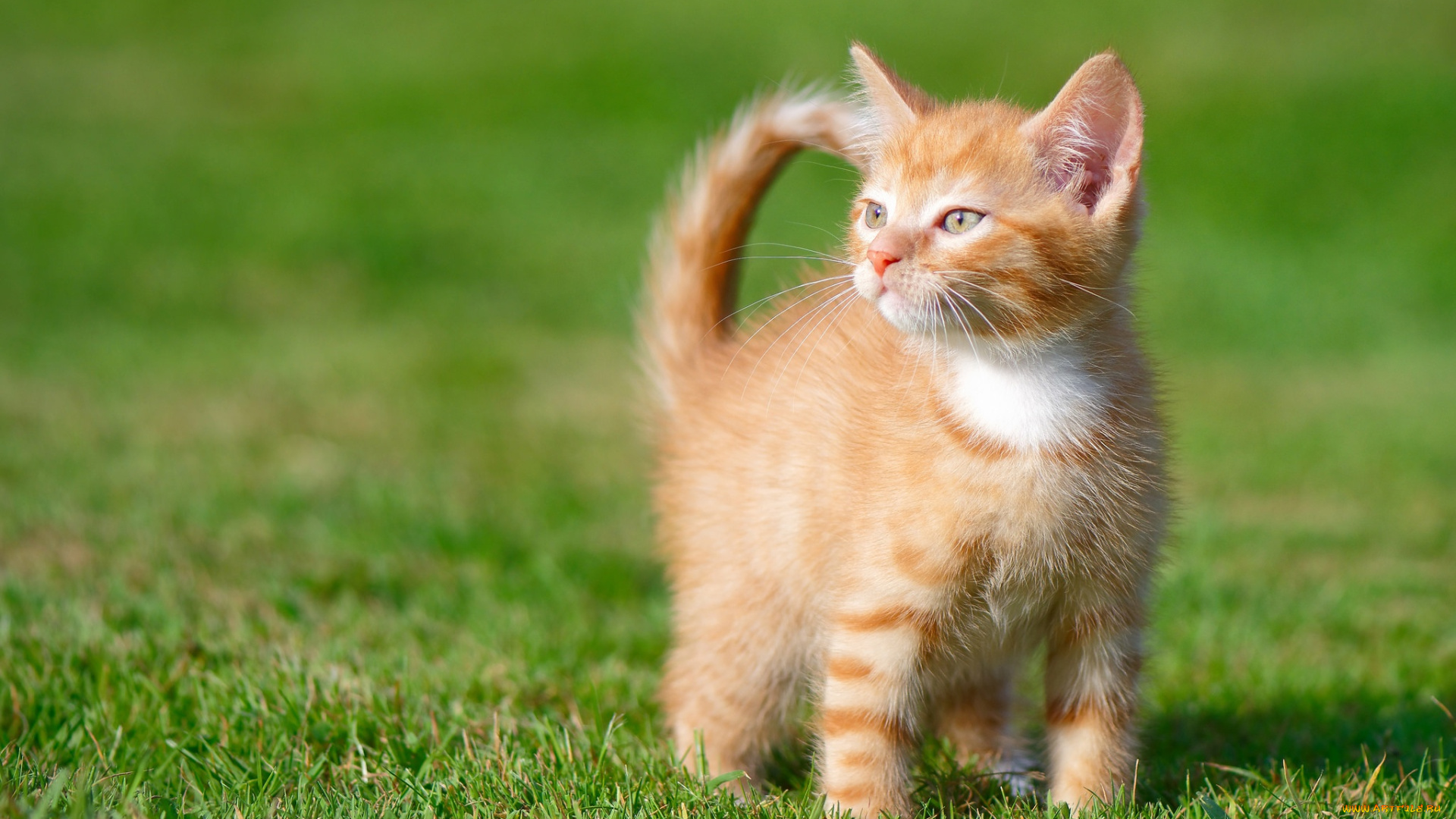 животные, коты, малыш, котёнок, боке, взгляд, трава