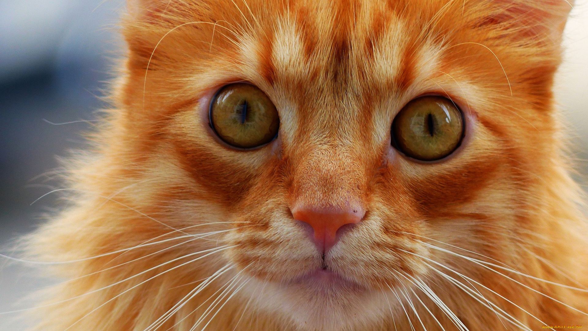 животные, коты, мордочка, усы, взгляд, кошка, кот, рыжая