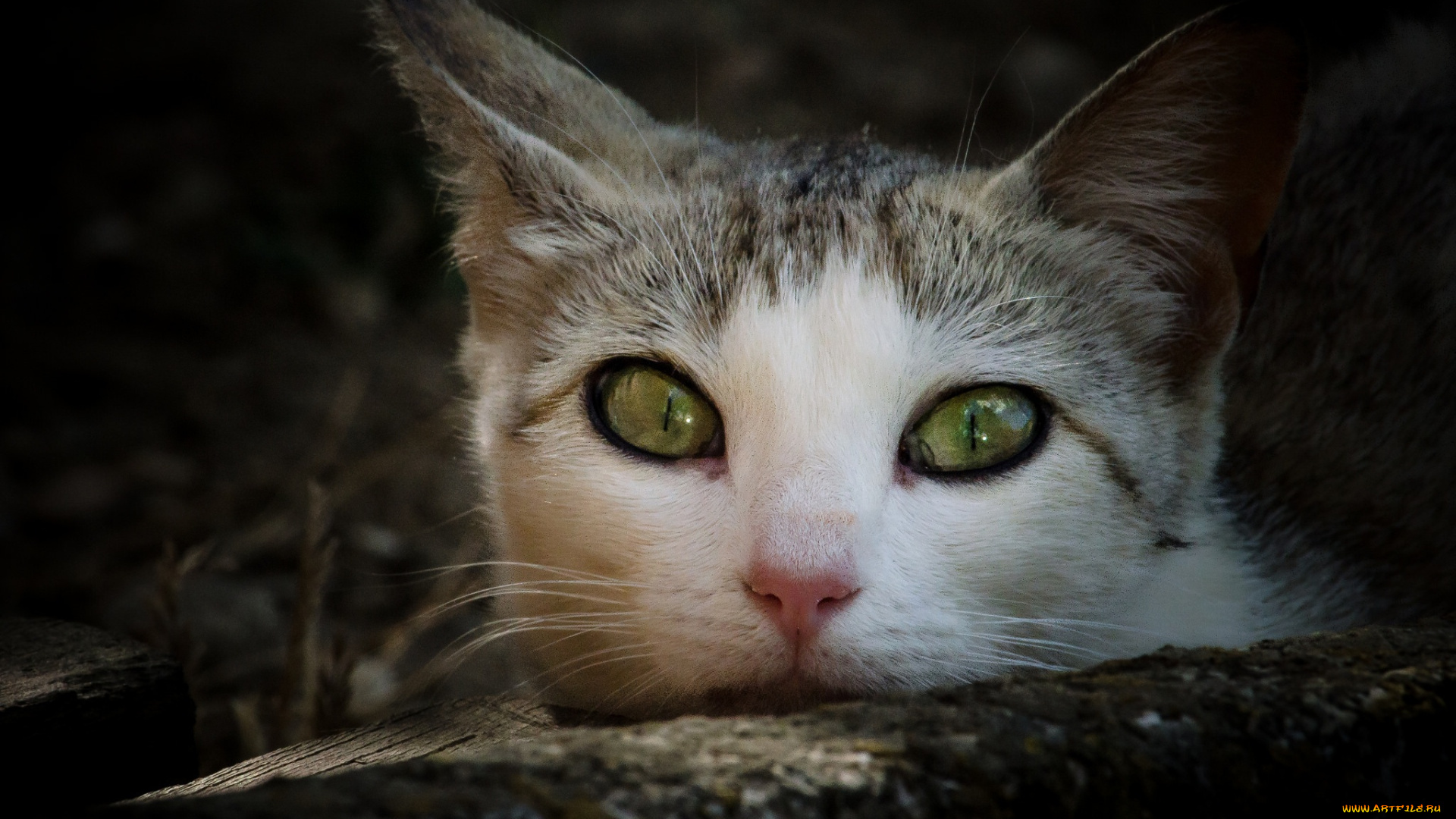 животные, коты, мордочка, взгляд, кошка