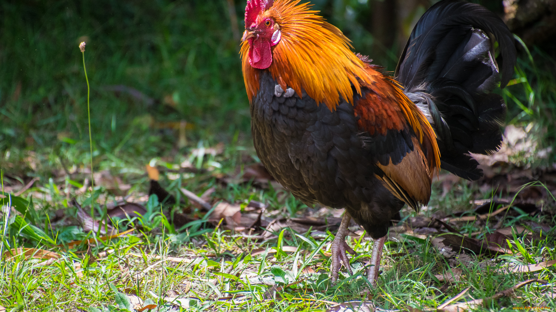 животные, куры, , петухи, птичка