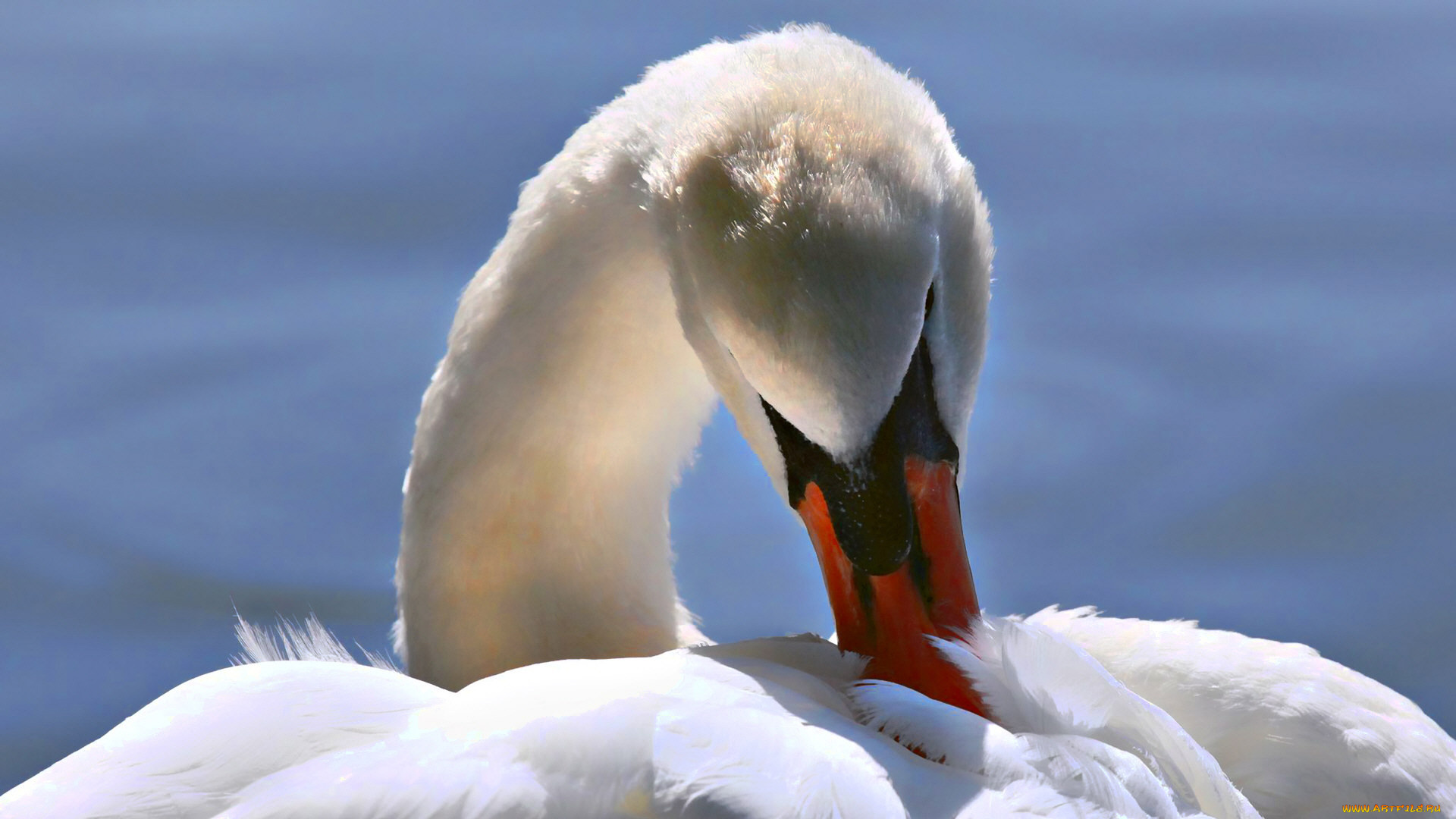 животные, лебеди, перья, белый, лебедь