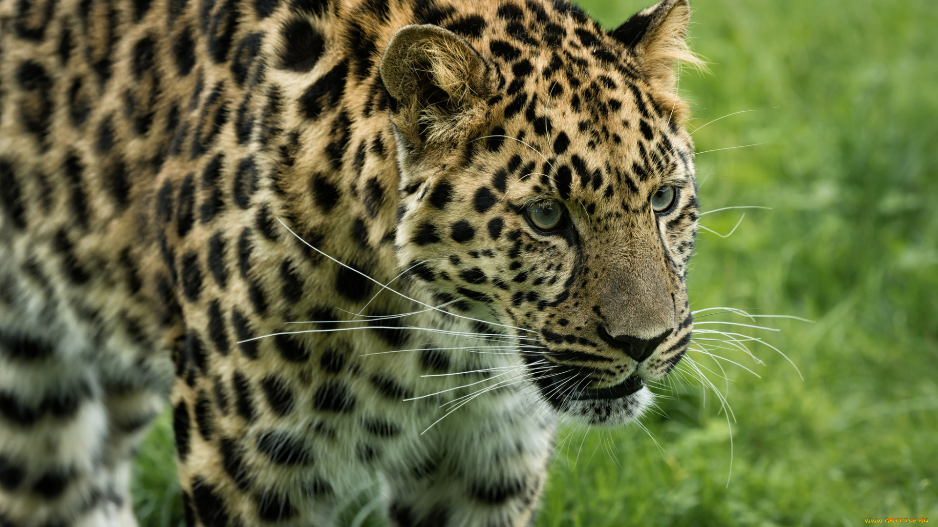 животные, леопарды, хищник