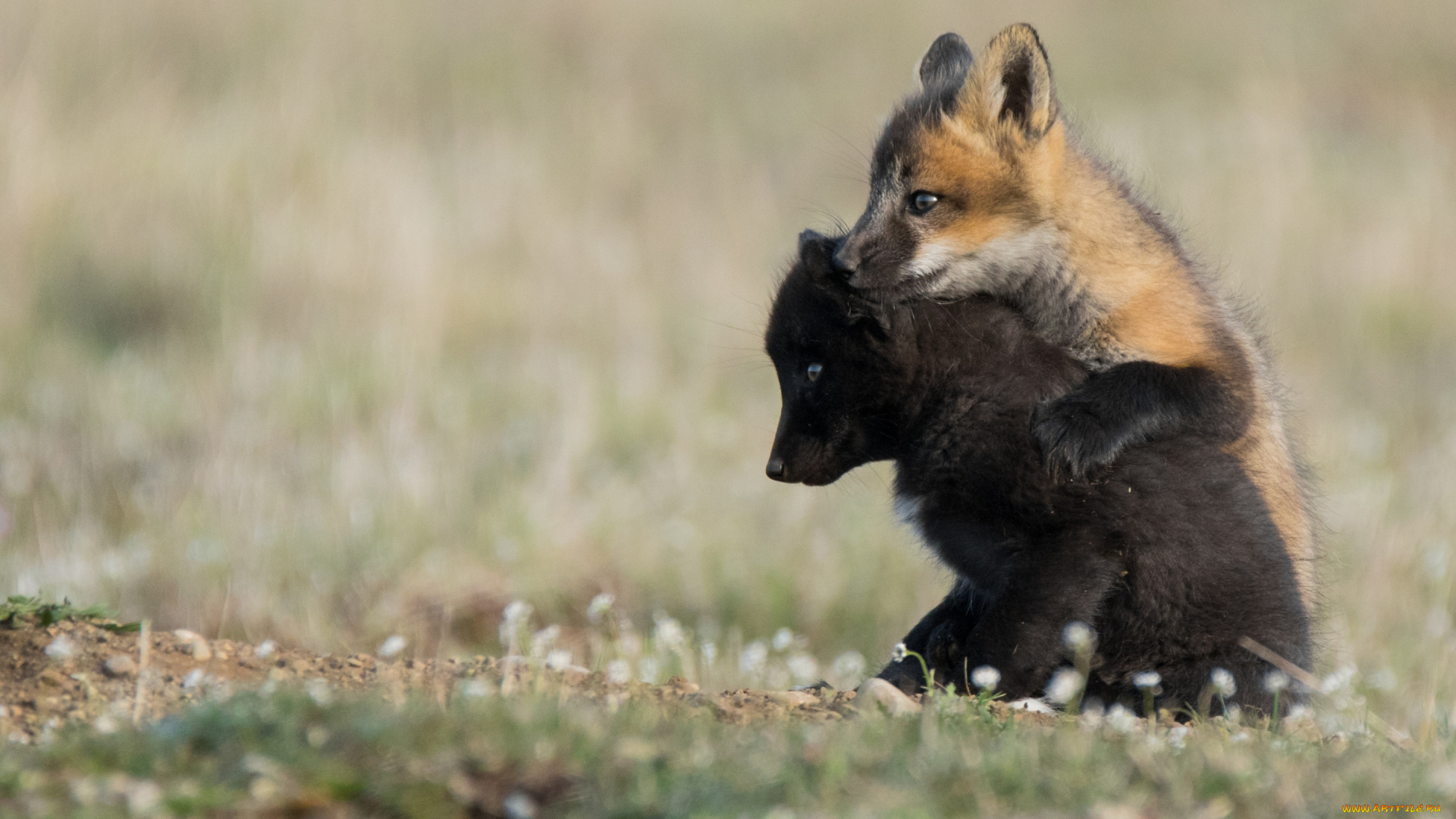 животные, лисы, парочка, детёныши, лисята