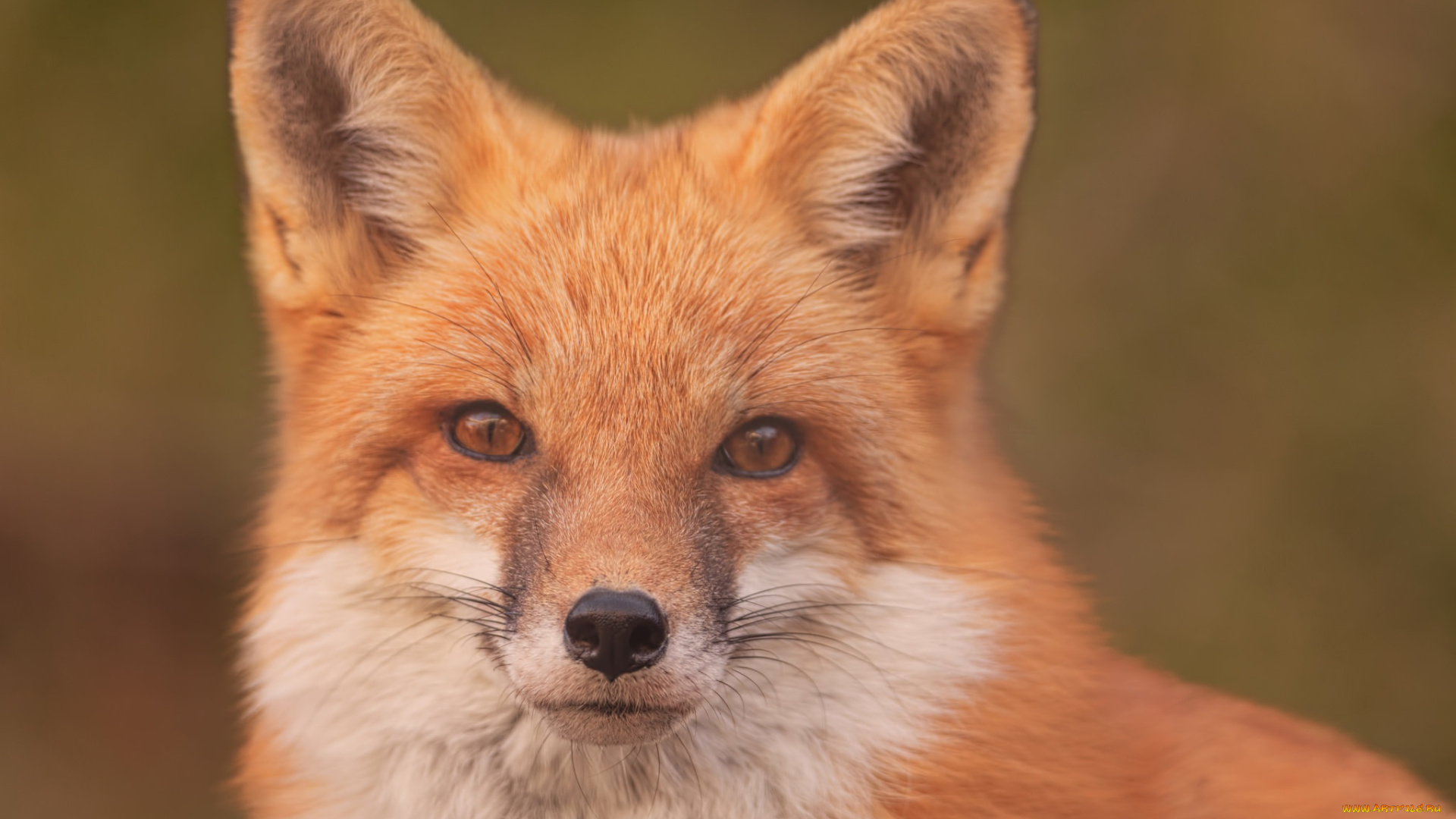 животные, лисы, портрет, взгляд, лиса, рыжая, морда