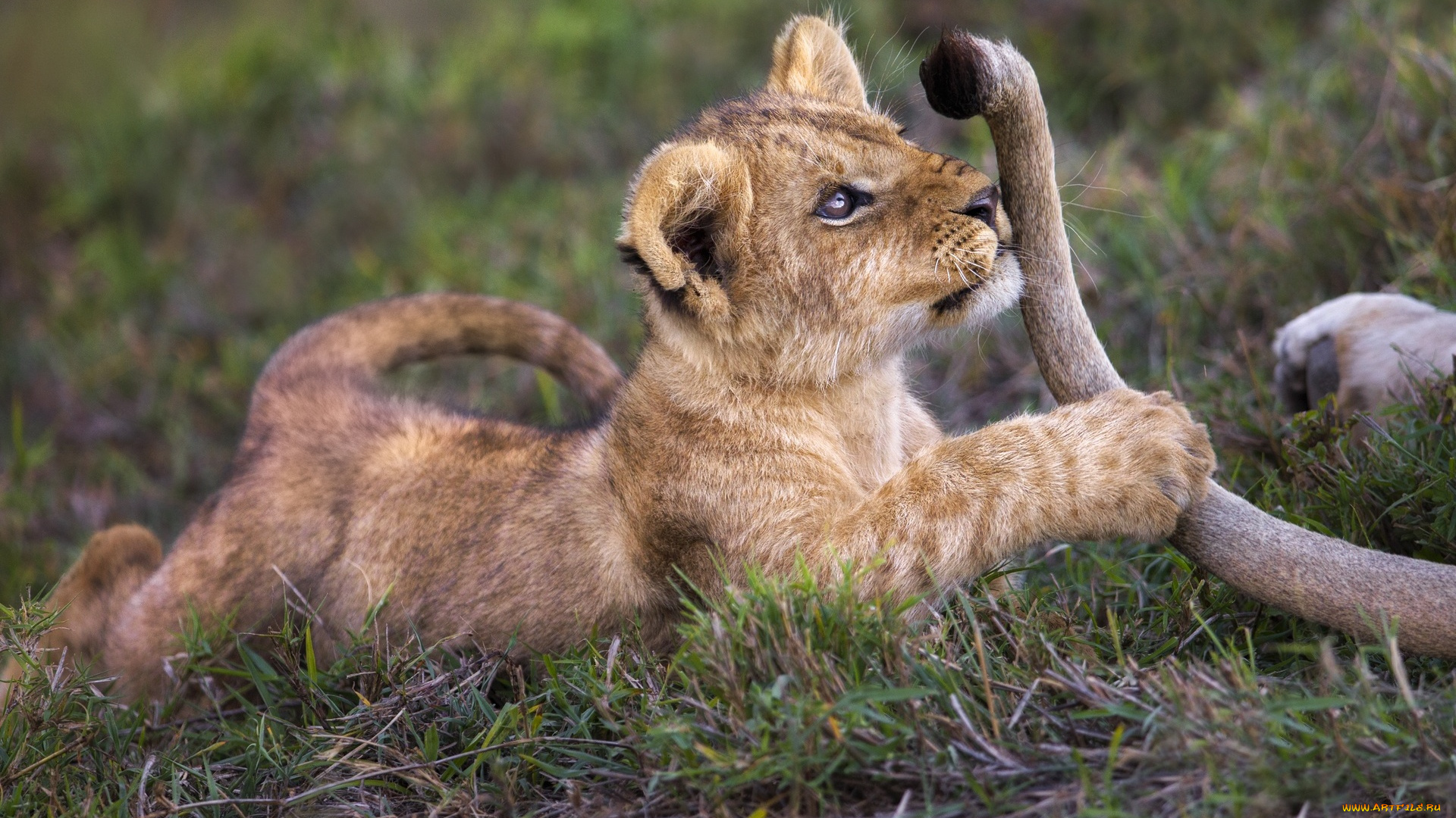 животные, львы, львенок, хвост, игра, трава