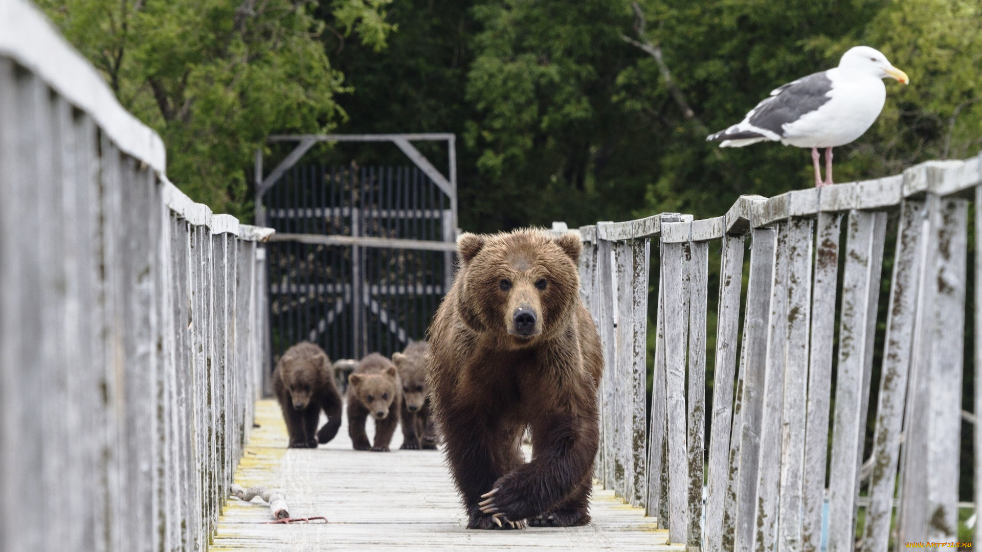 животные, медведи, чайка, мост, бурые