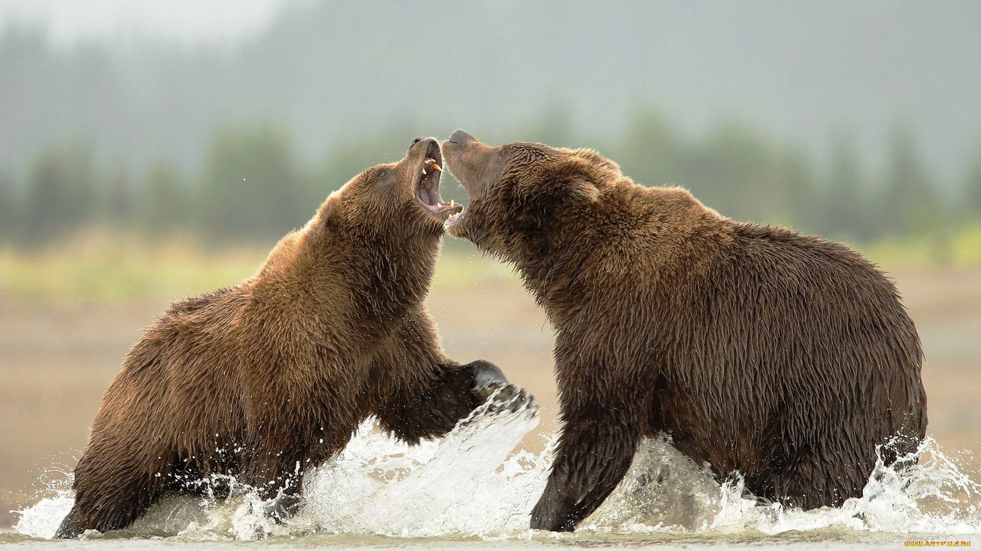 животные, медведи, вода, драка, бурые
