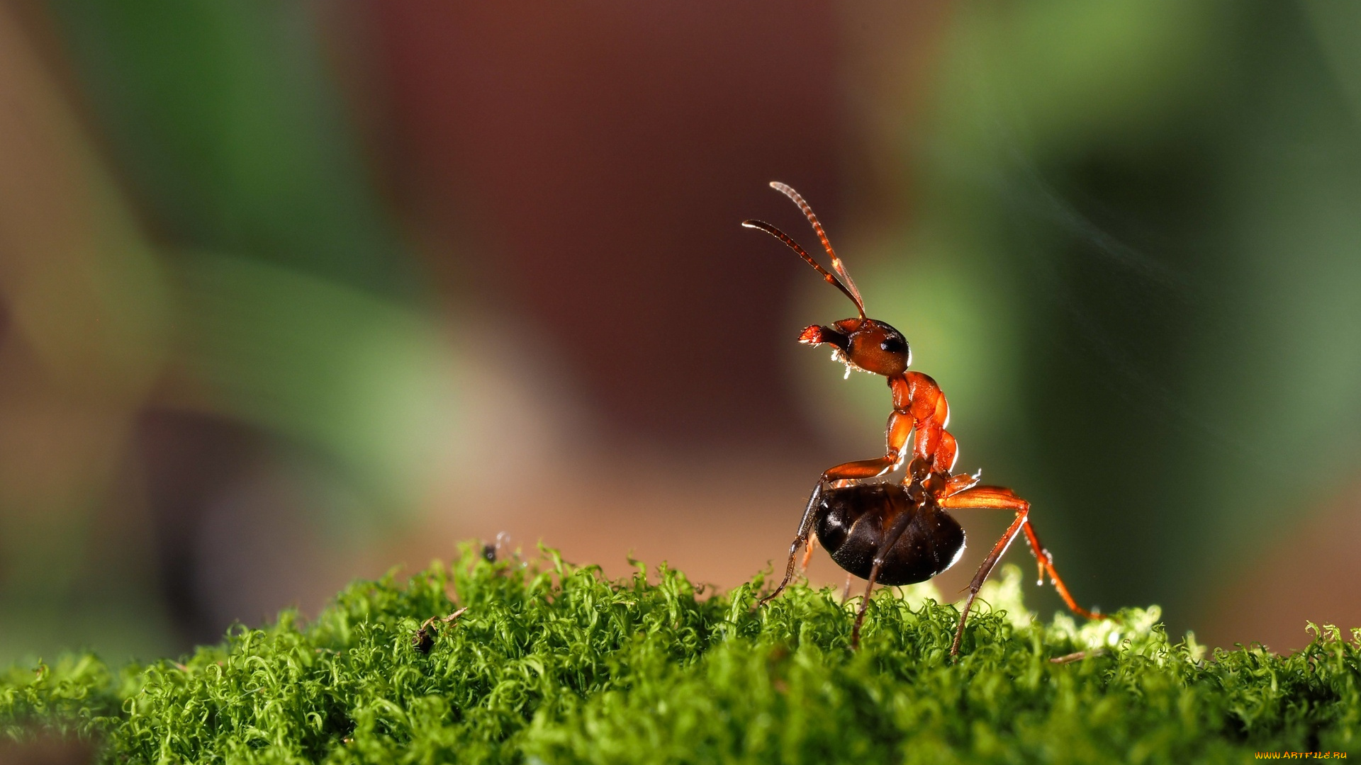 животные, насекомые, трава, муравей