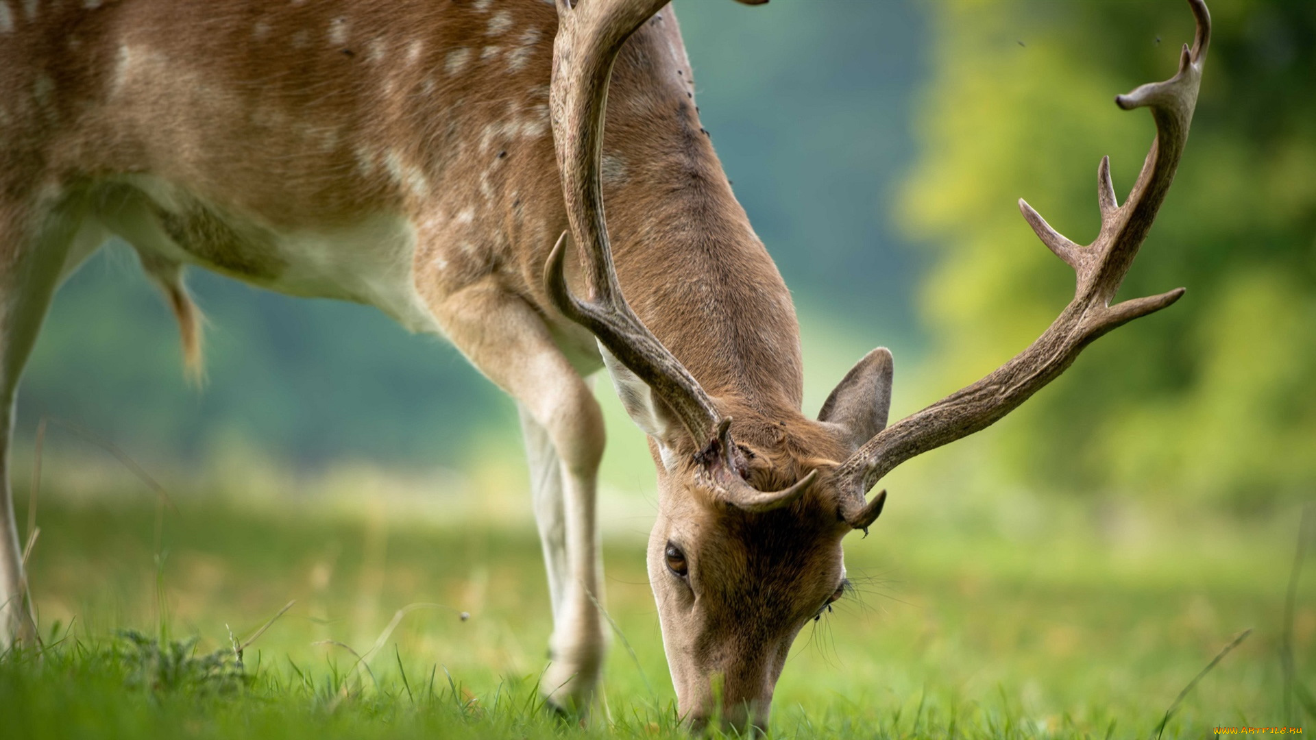 животные, олени, олень