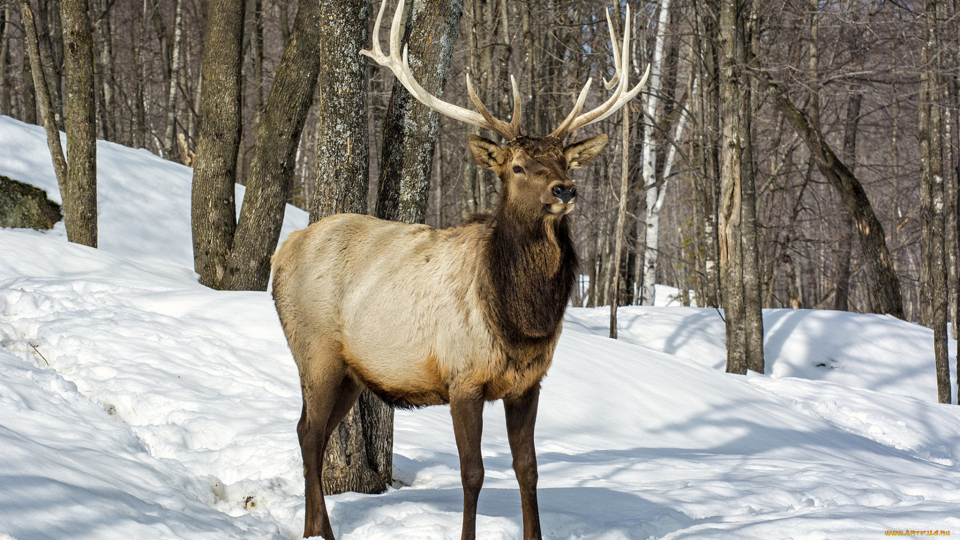 животные, олени, олень, рога