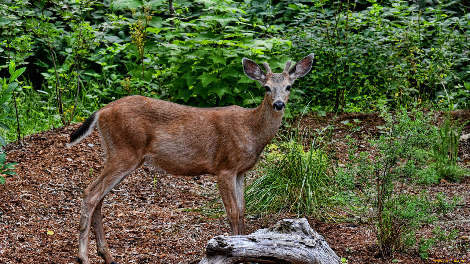 животные, олени, олениха