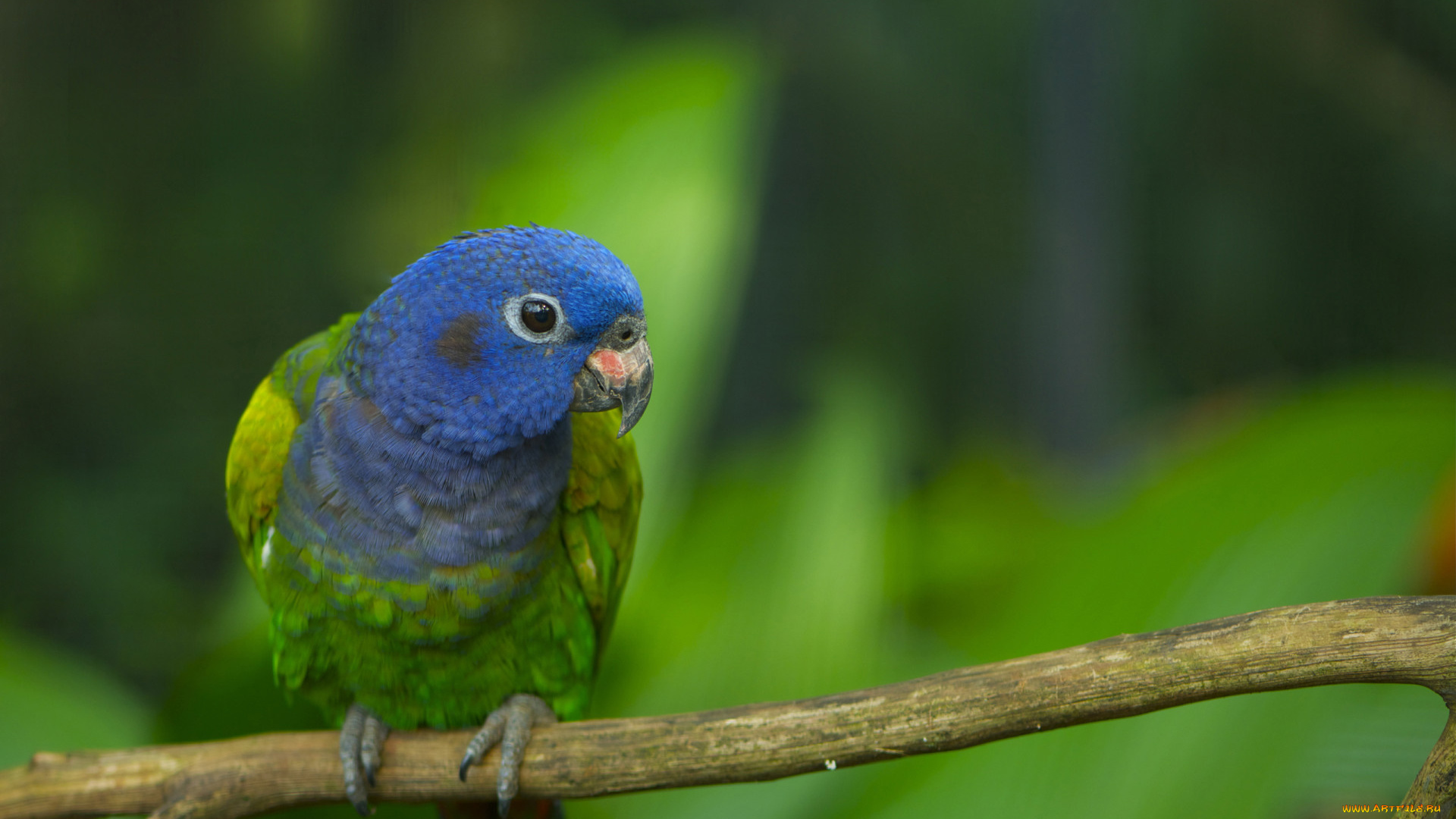 животные, попугаи, ветка, птица, попугай