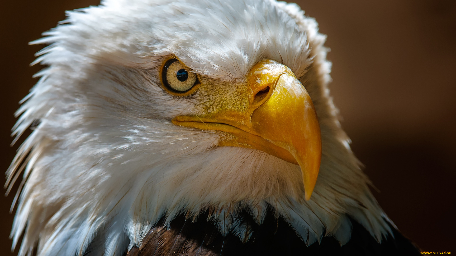 животные, птицы, -, хищники, птичка