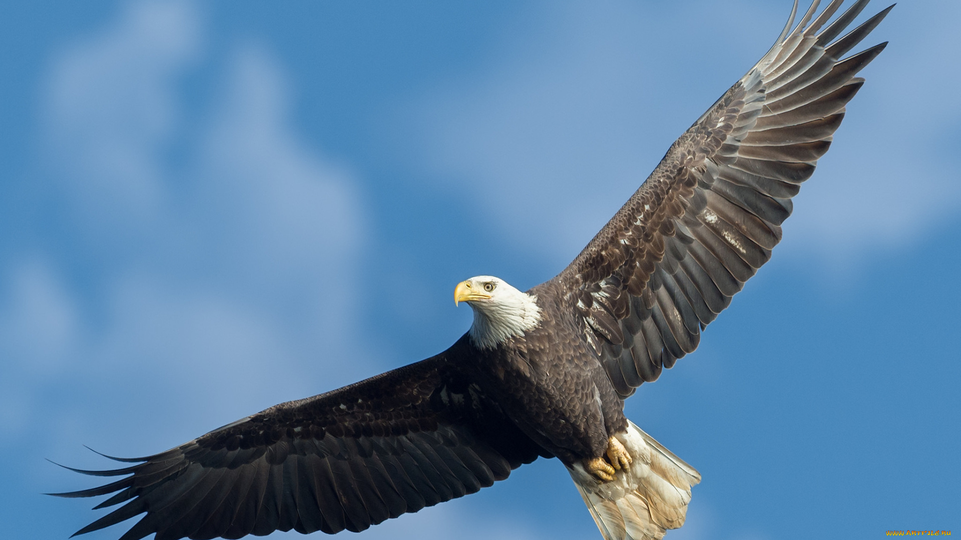 животные, птицы, -, хищники, птичка, bald, eagle
