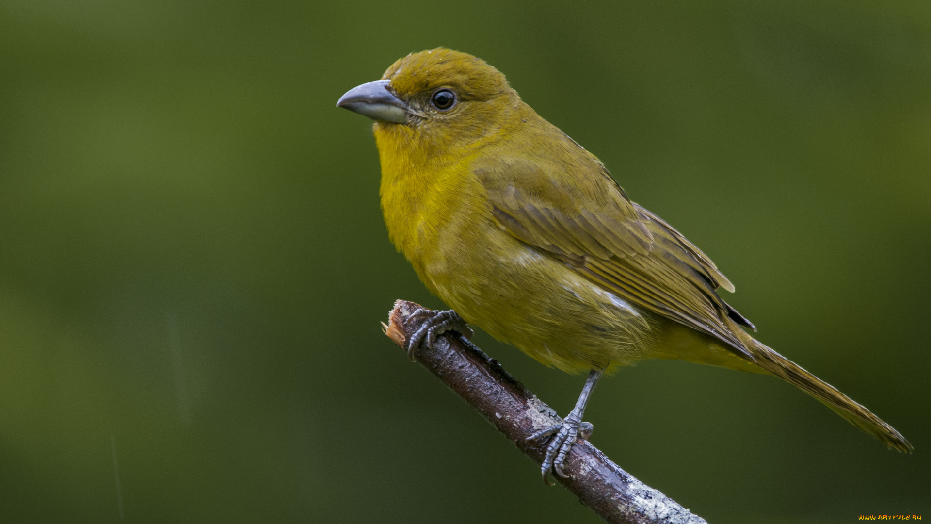 животные, птицы, птичка