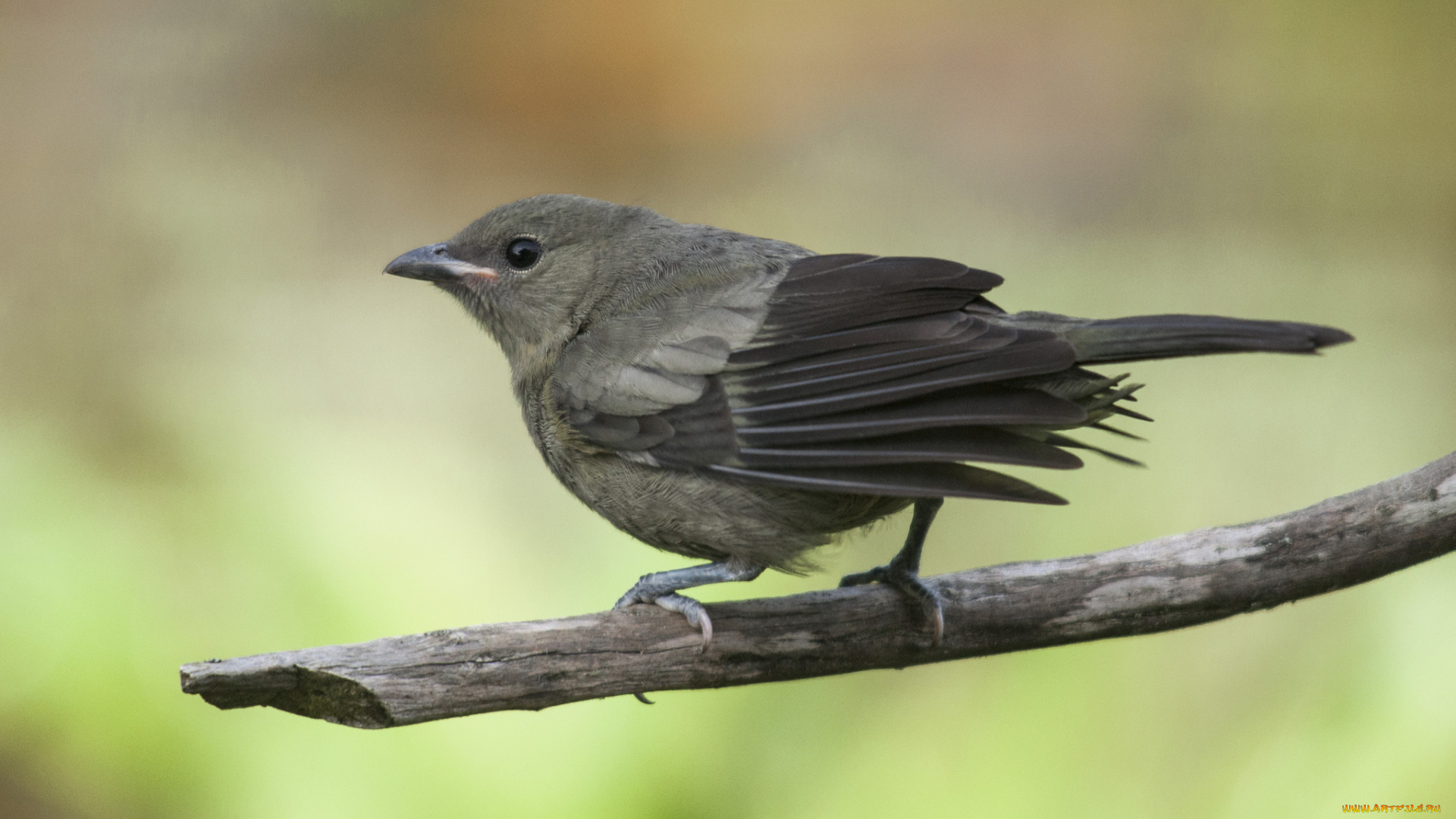 животные, птицы, птичка