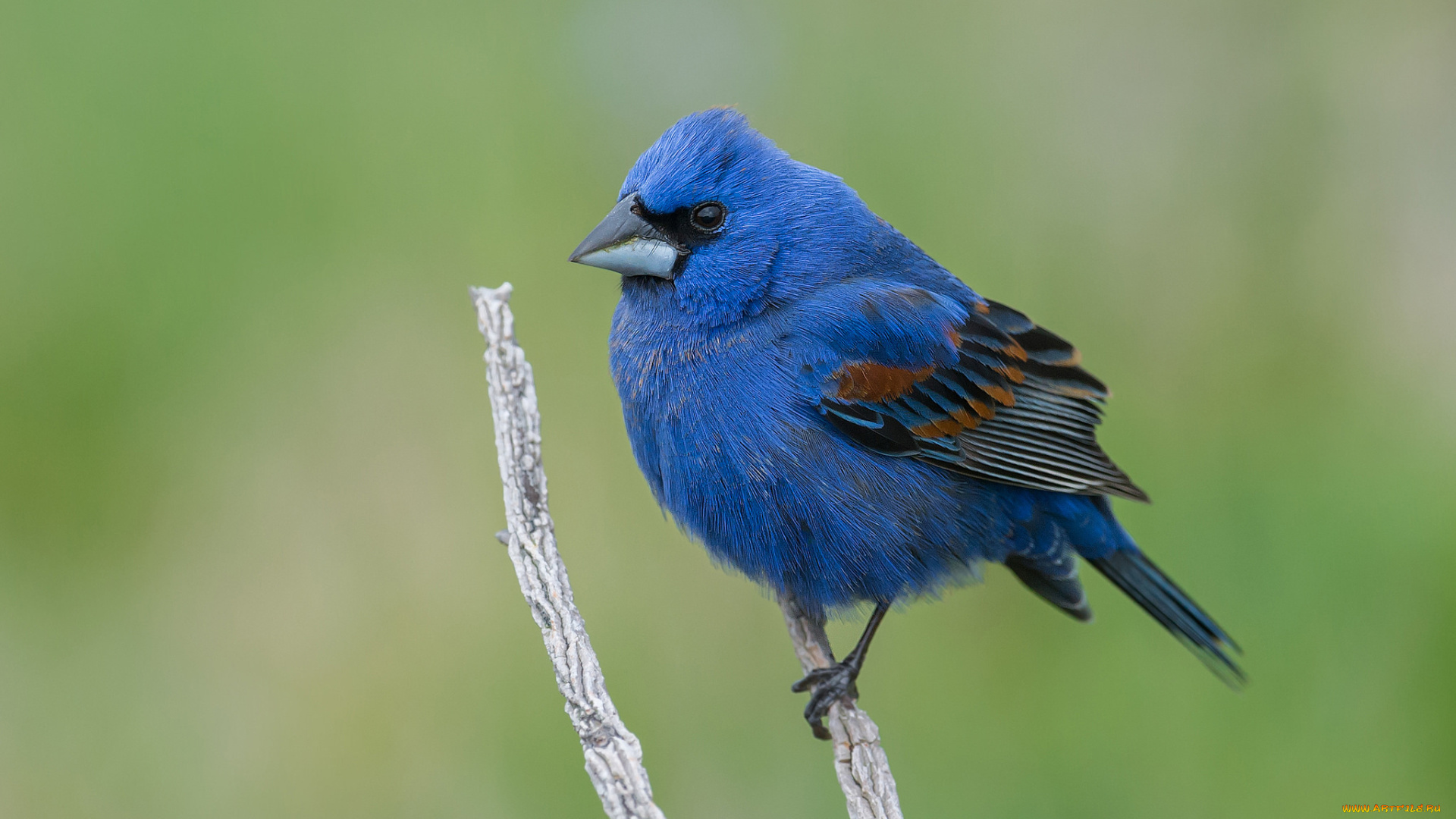 животные, птицы, птичка