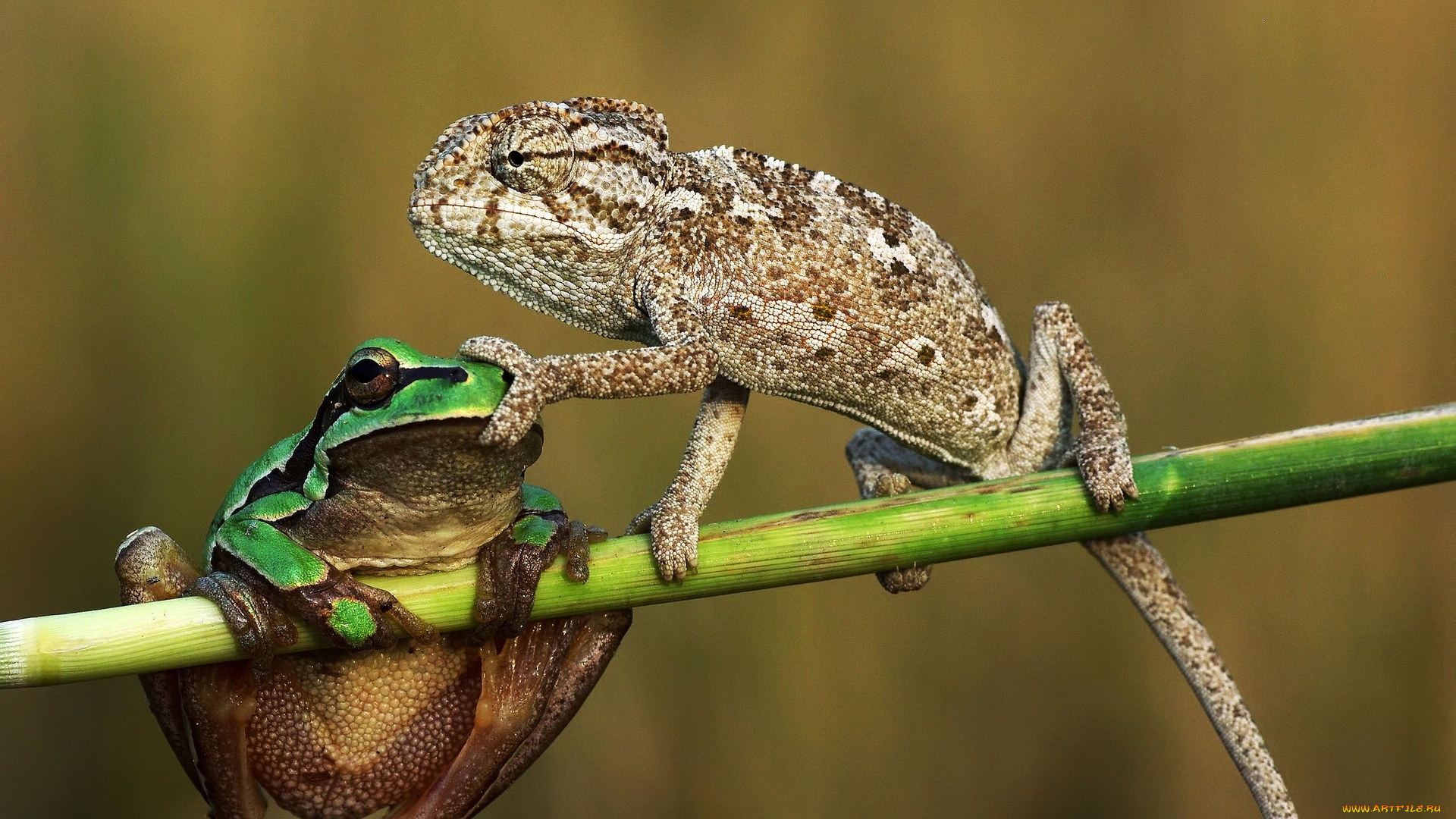 животные, разные, вместе, лягушка, ящерица, хамелеон, стебель