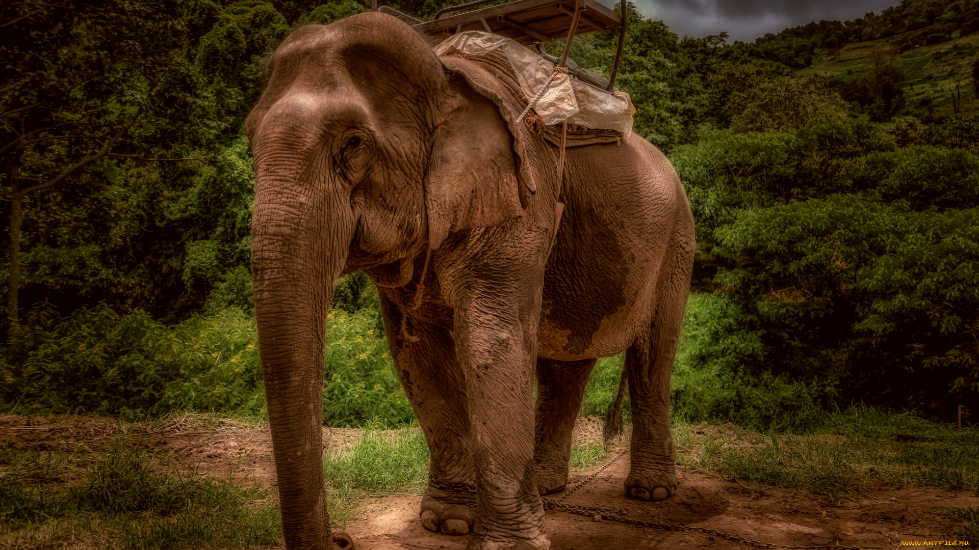 животные, слоны, слон