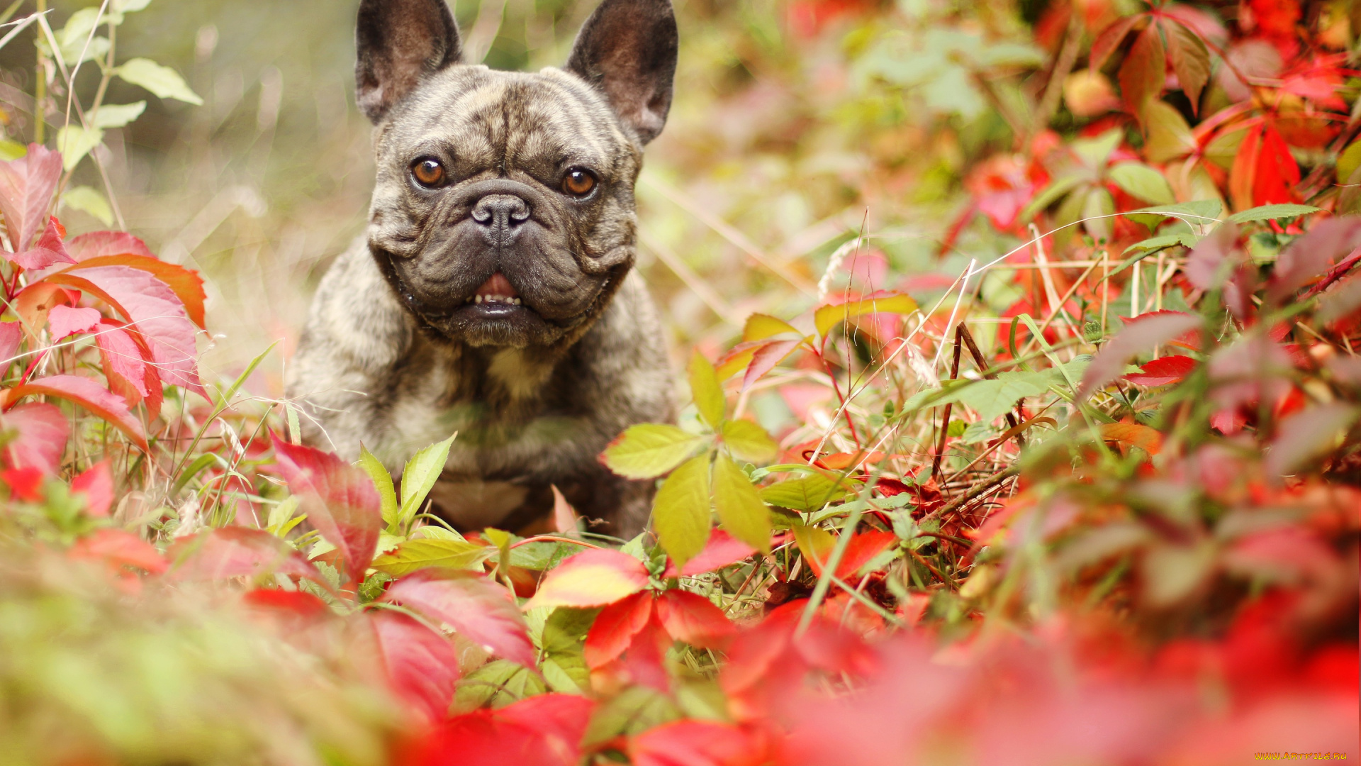 животные, собаки, собака, осень, взгляд, листья, французский, бульдог