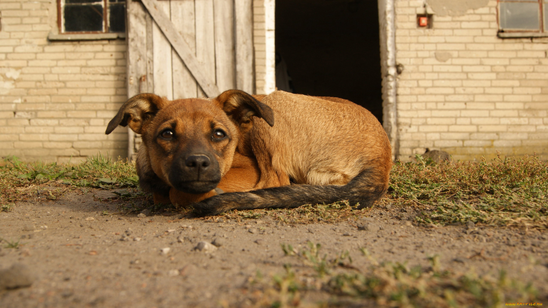 животные, собаки, сторож