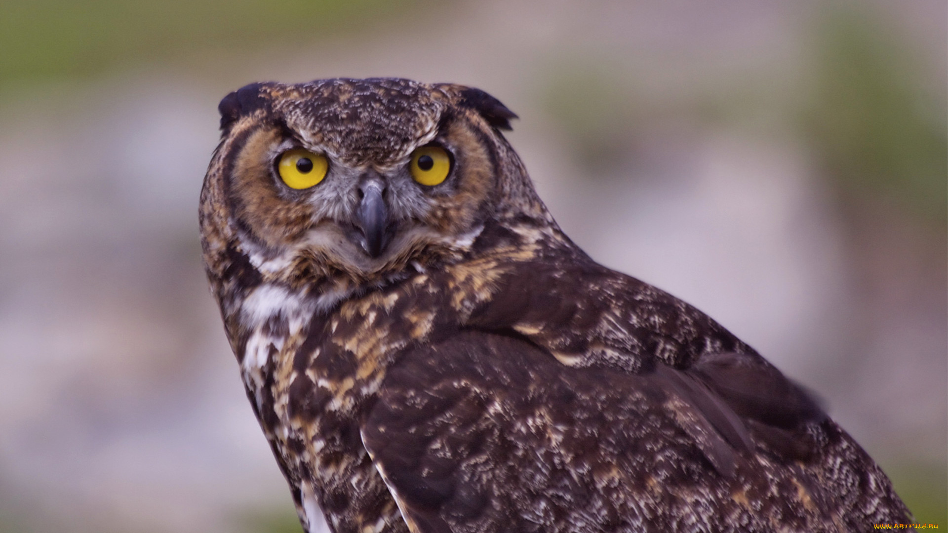 животные, совы, филин, птица, хищник