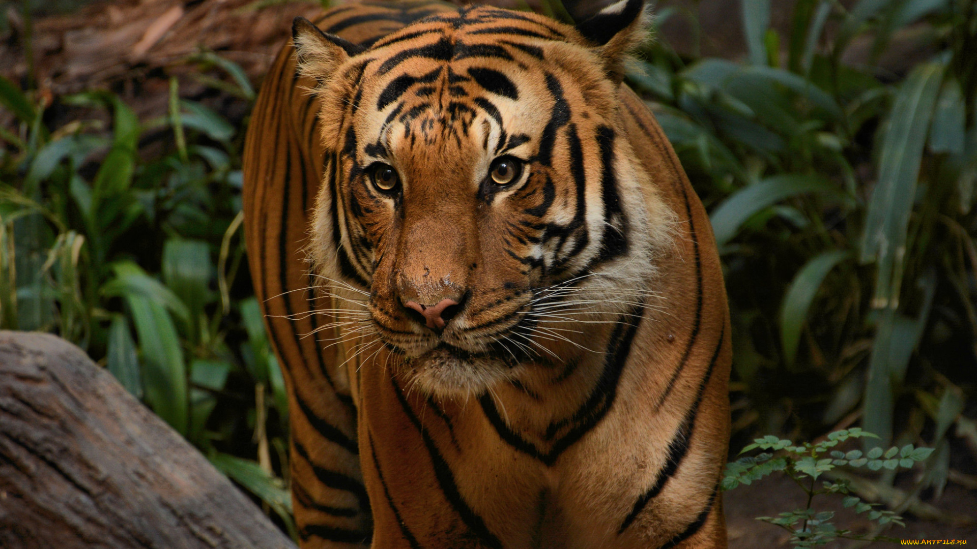 животные, тигры, хищник