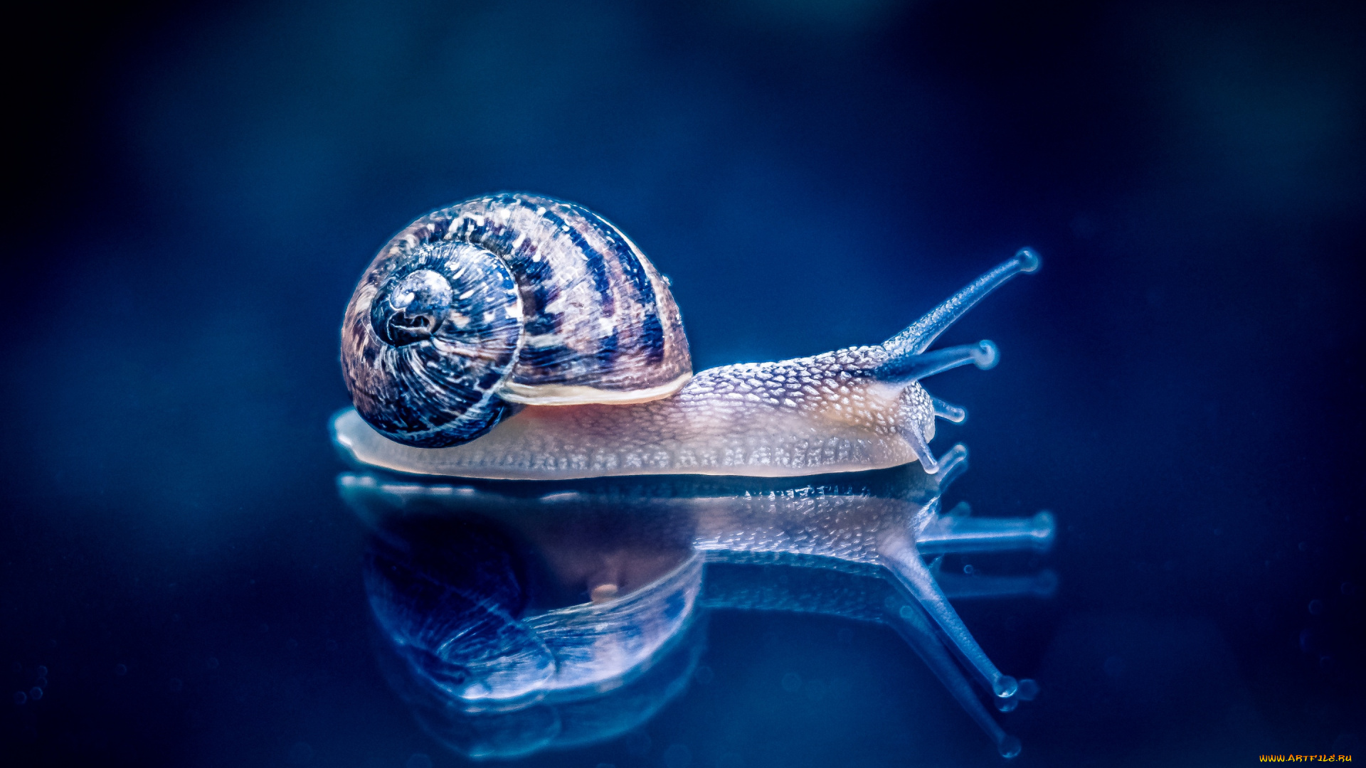 животные, улитки, макро, улитка, фон, отражение